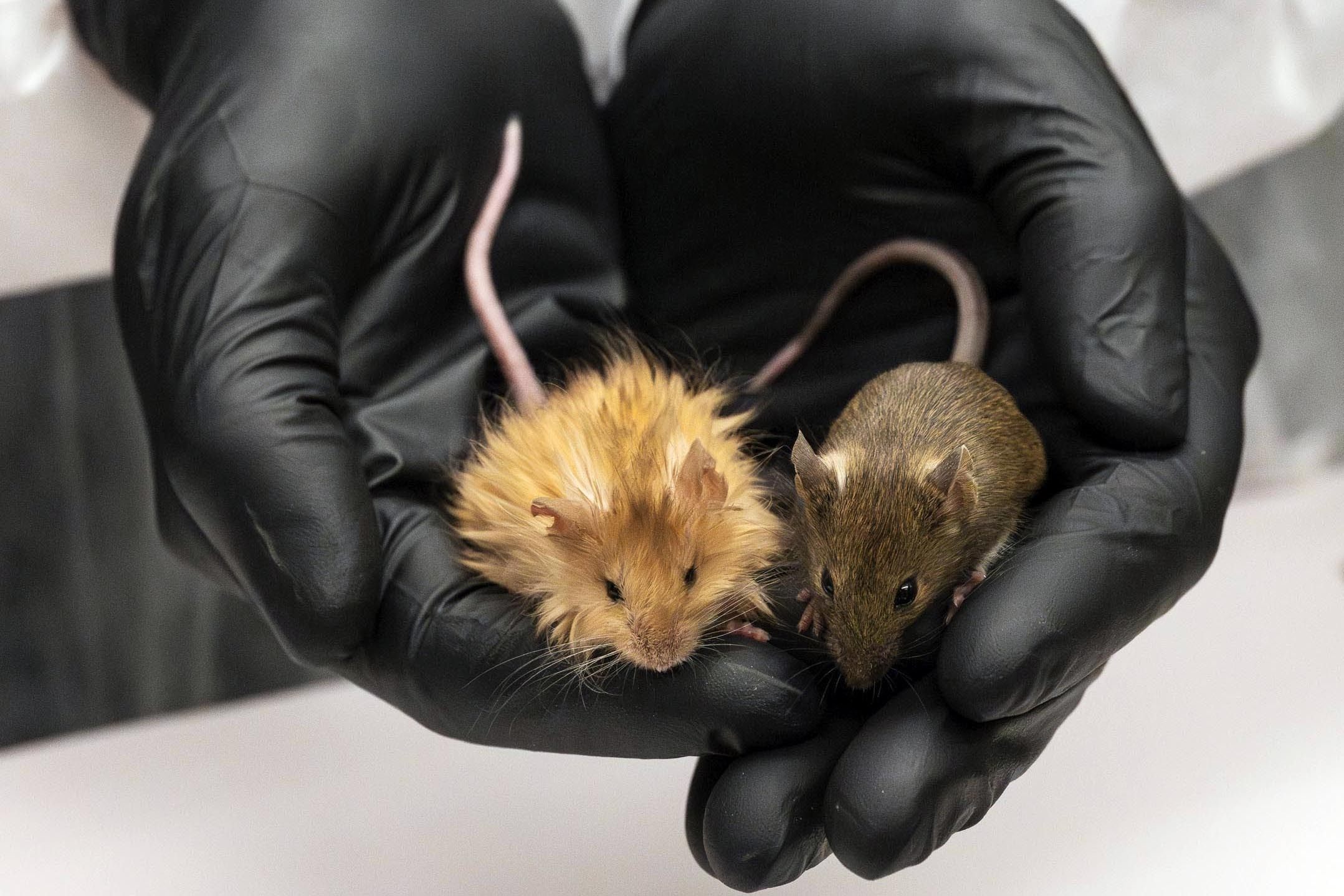 A genetically edited mouse (left) with long, thick, woolly hair is held next to a regular mouse at a lab in Dallas, Texas. Photo: Colossal Biosciences via AP