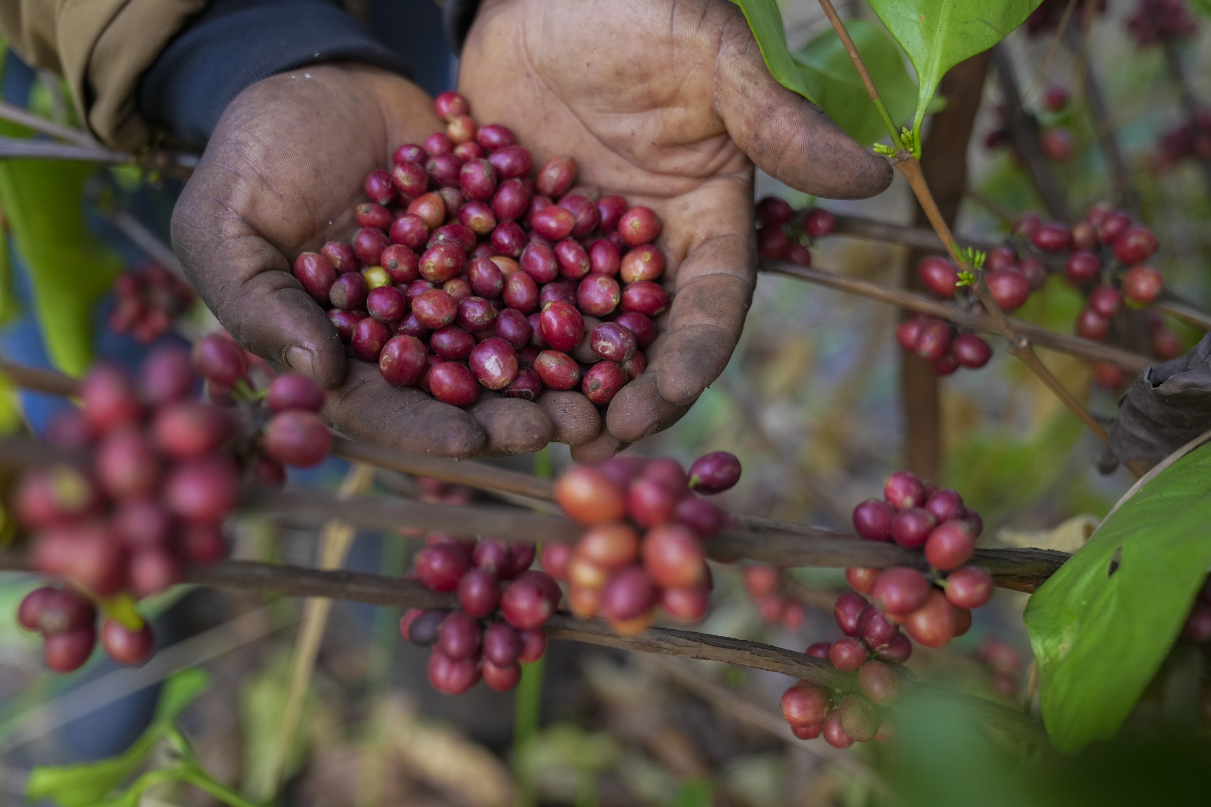 Excelsa coffee cherries are harvested at a farm near Nzara, South Sudan. Photo: AP