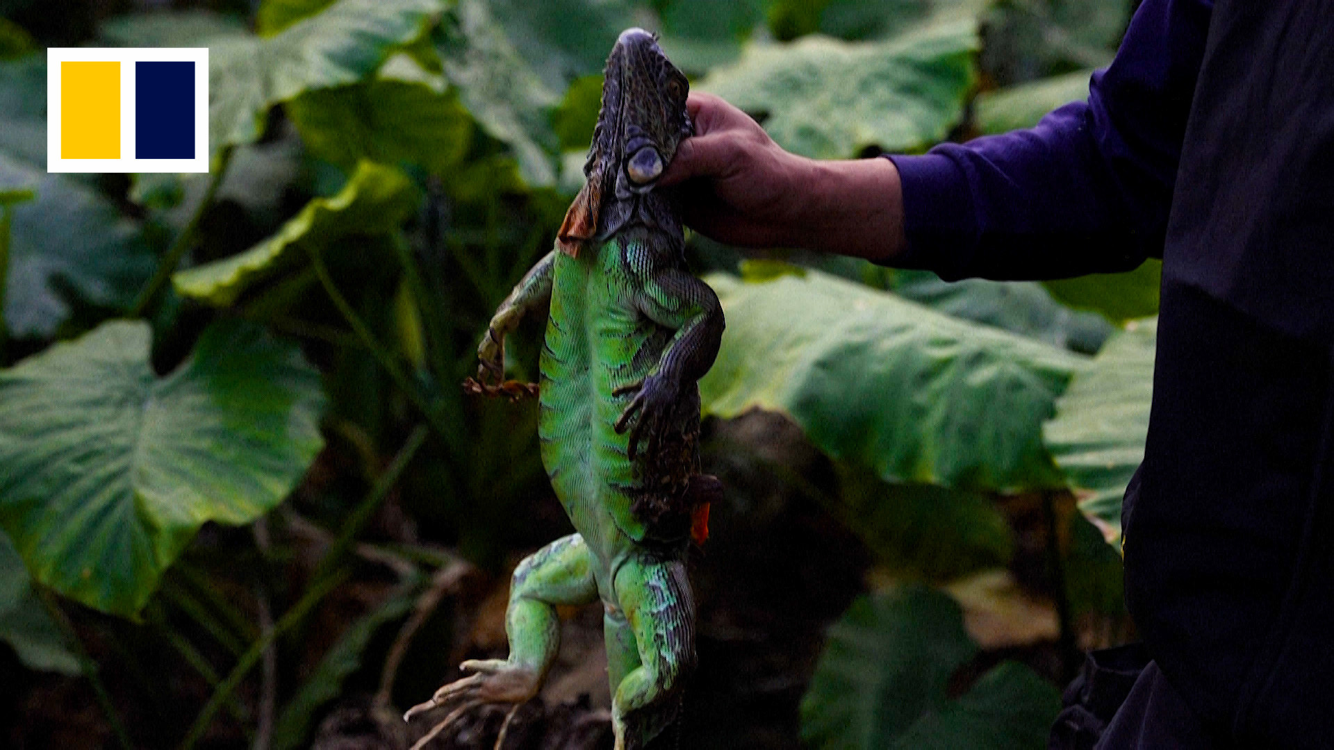 Taiwanese bounty hunters cash in on exploding iguana population