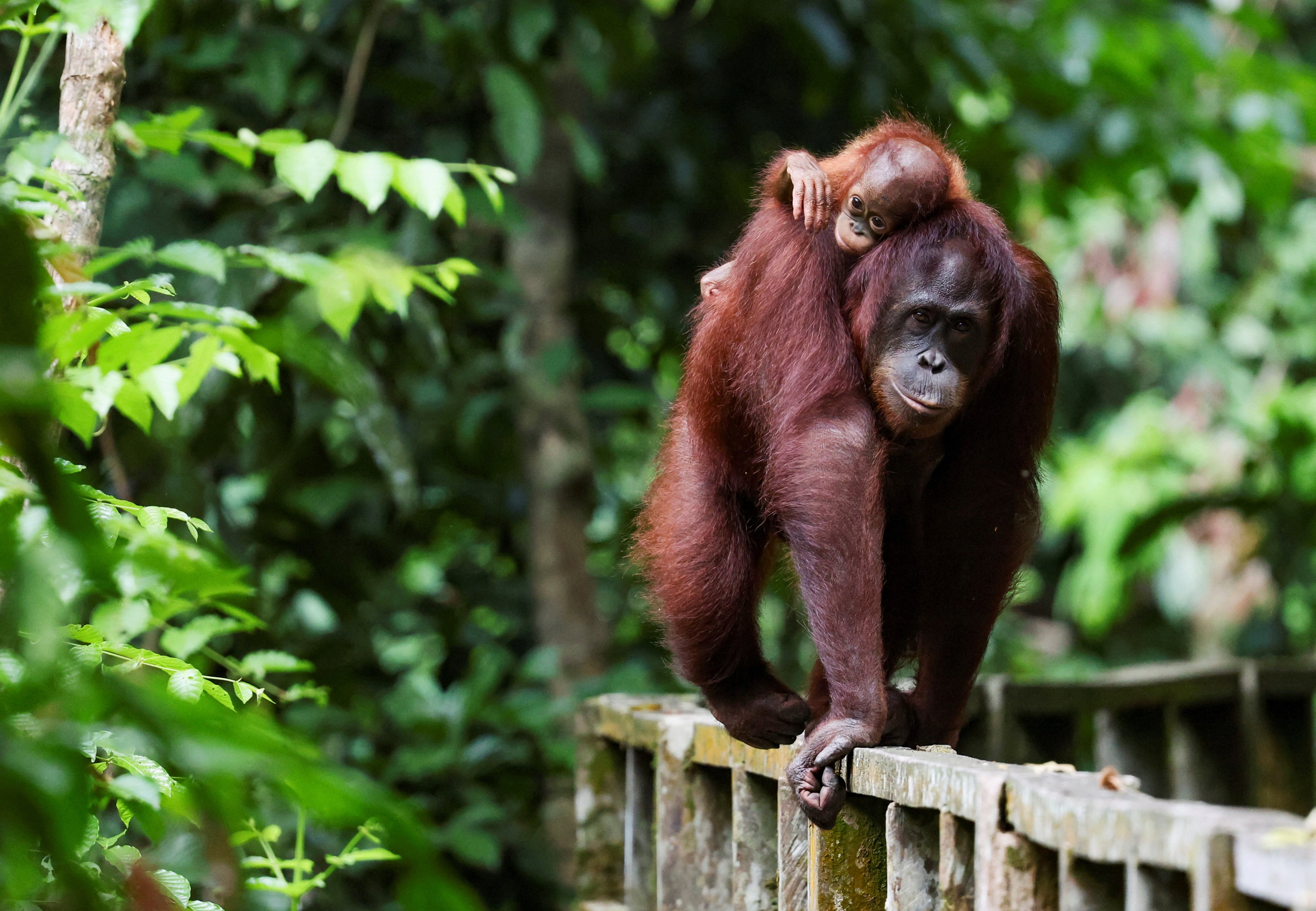 A Bornean orangutan carries her child at a rehabilitation centre in Sepilok, Malaysia, on August 17, 2024. Photo: Reuters