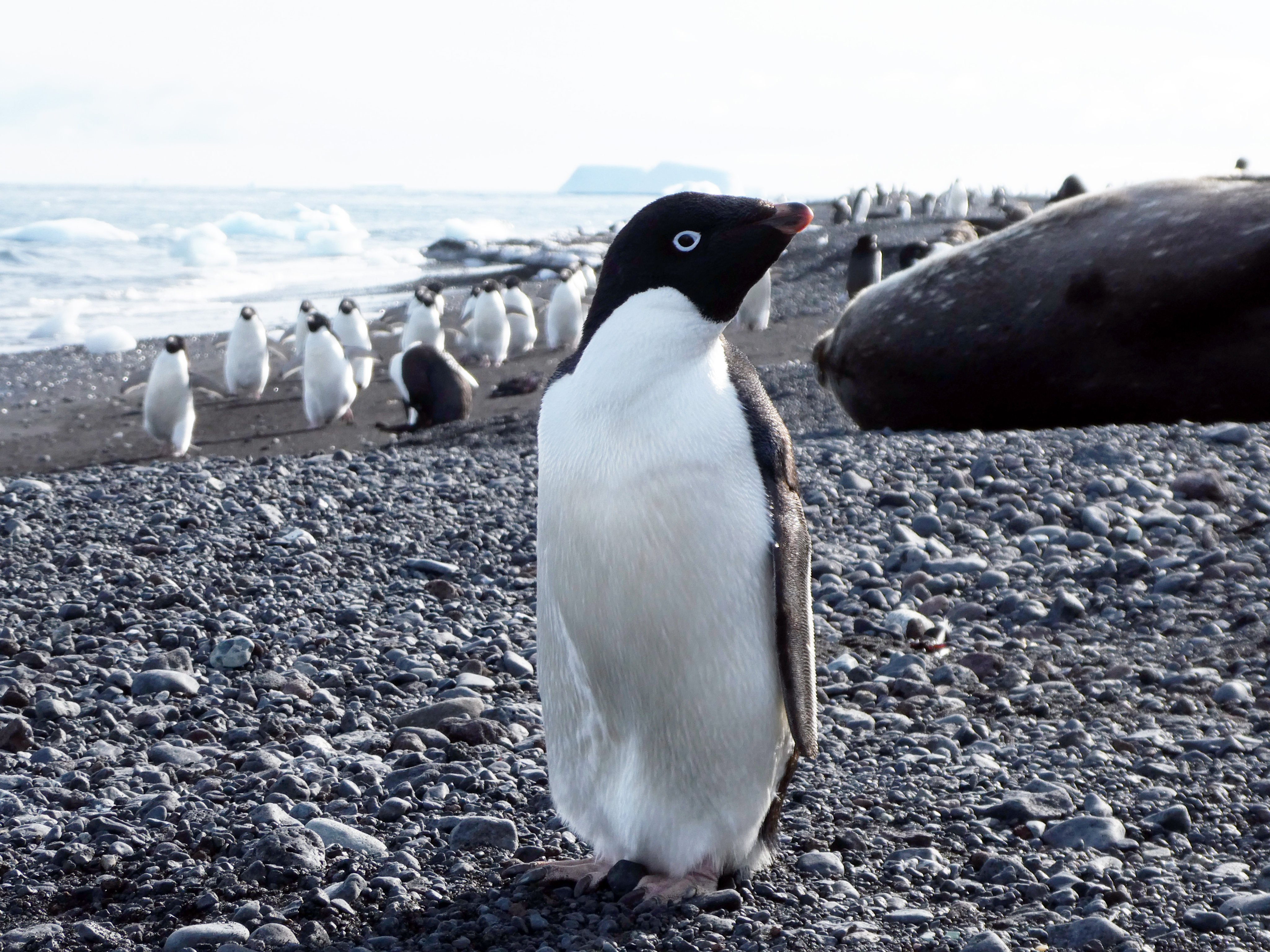 Adélie penguins. Photo: Jamie Wood