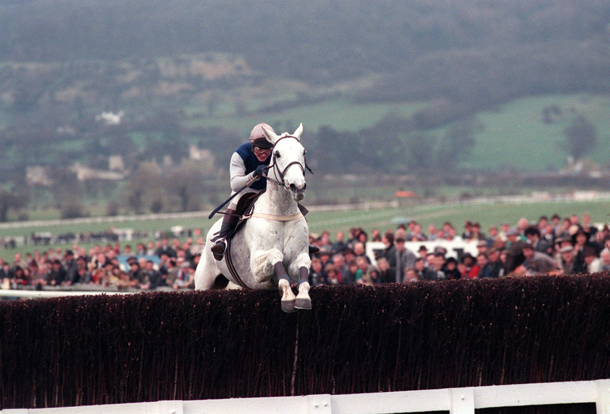 The great Desert Orchid taking part in the Cheltenham Gold Cup. The great Desert Orchid taking part in the Cheltenham Gold Cup.