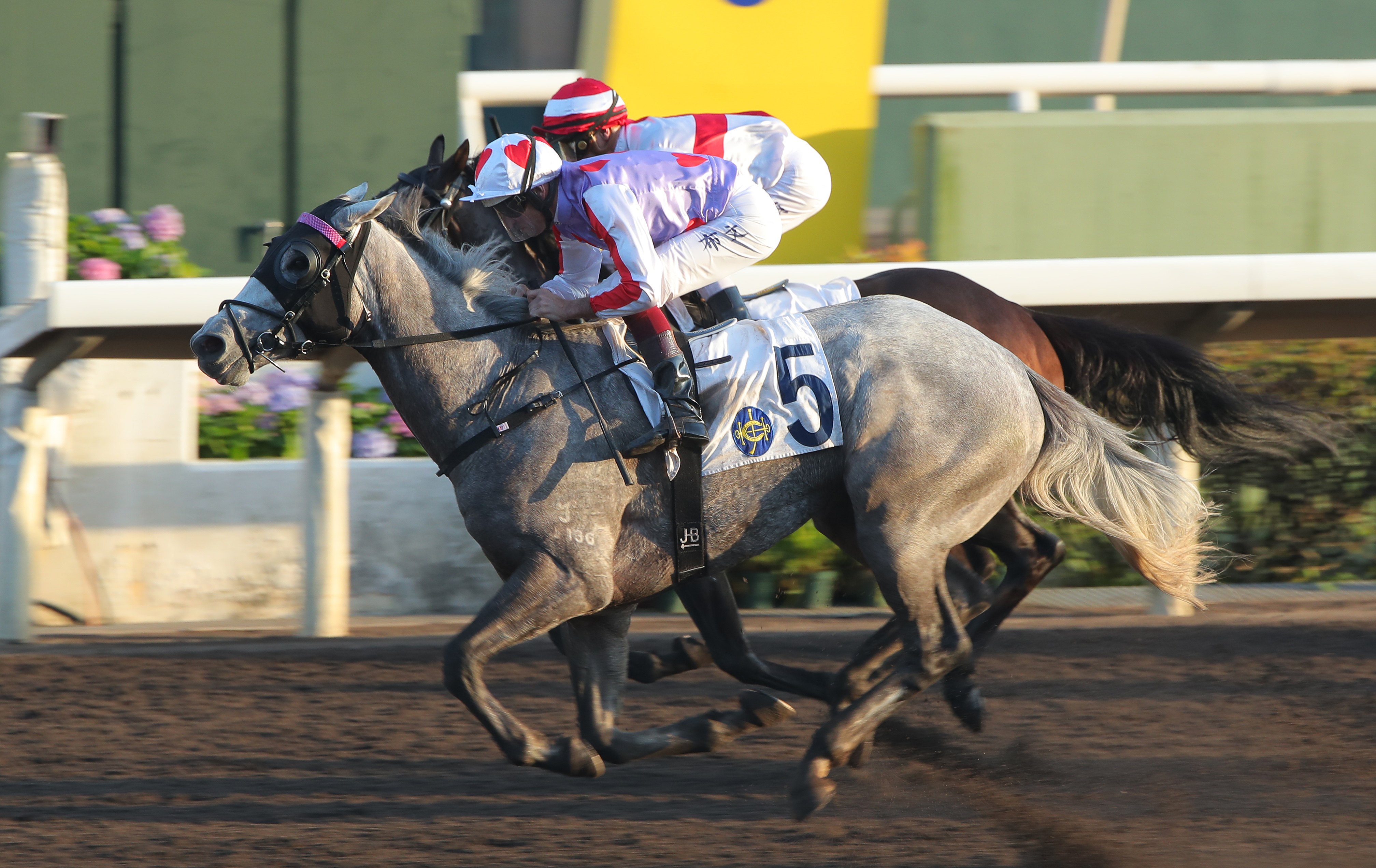 Talents Ambition salutes under Hugh Bowman at Sha Tin in December. Photos: Kenneth Chan