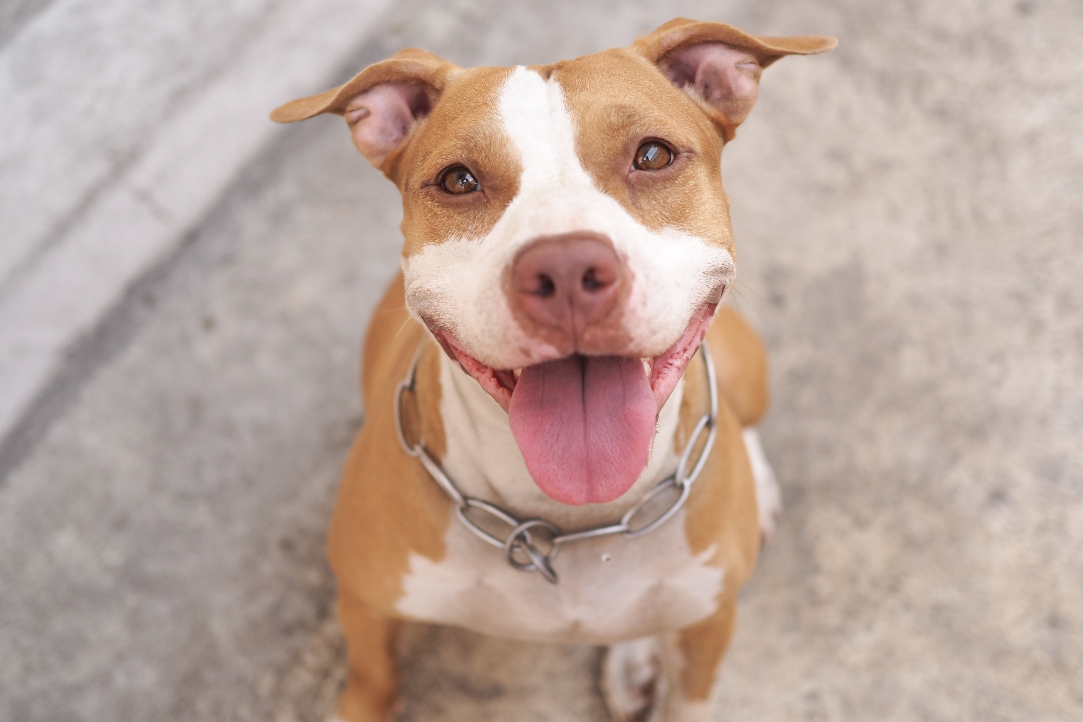 A pit bull dog. An American dog owner was shot by his pet after it jumped on his bed this week. File photo: Shutterstock