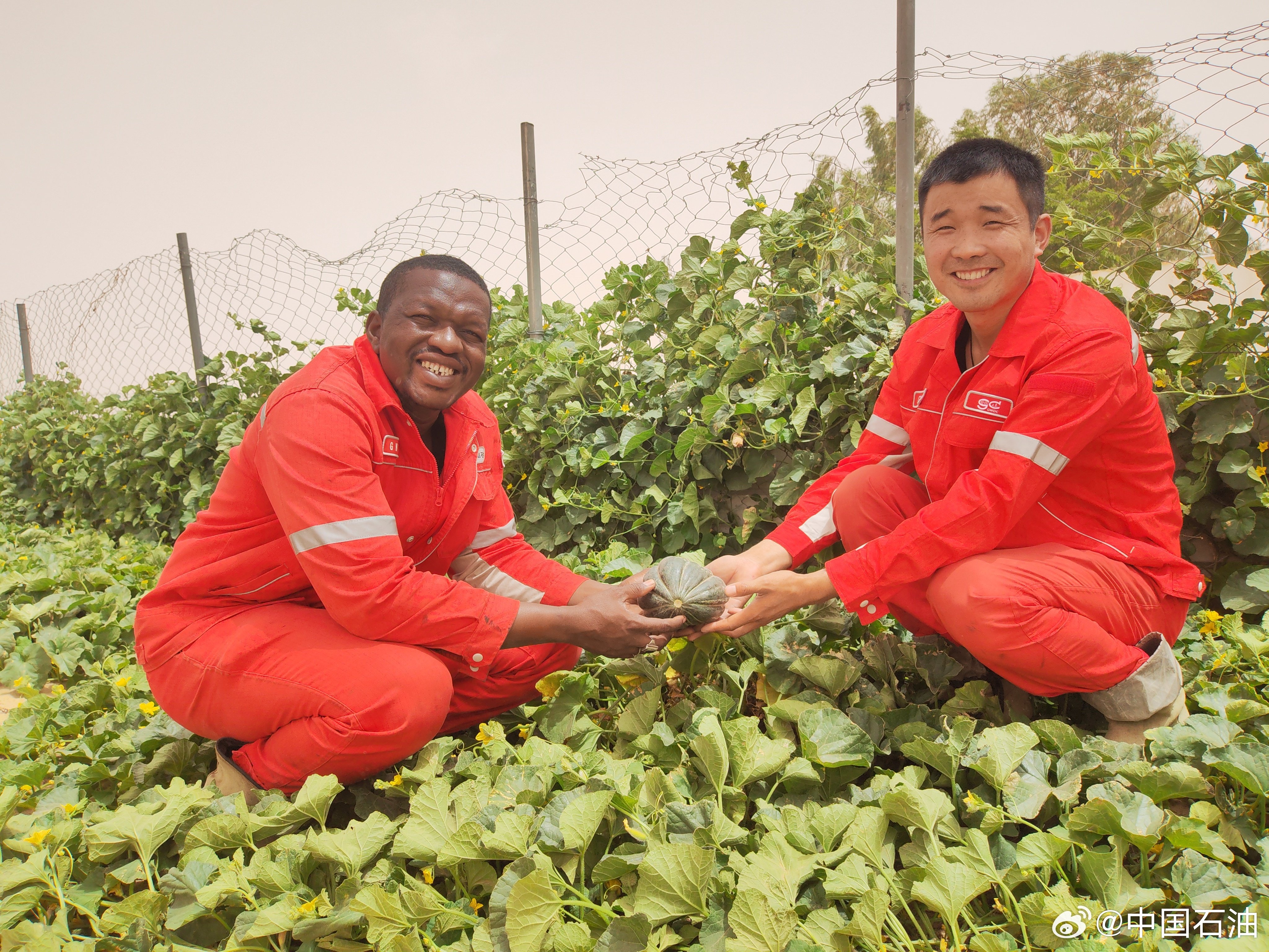 Africa’s Great Green Wall project, which features input and funding from China, is promoted in southeastern Niger. Photo: Weibo