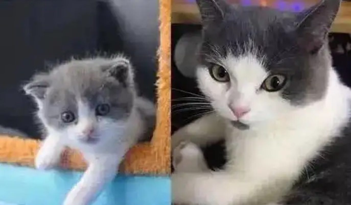 After an uncertain start, China’s pet cloning industry has matured. Photo: Baidu After an uncertain start, China’s pet cloning industry has matured. Photo: Baidu