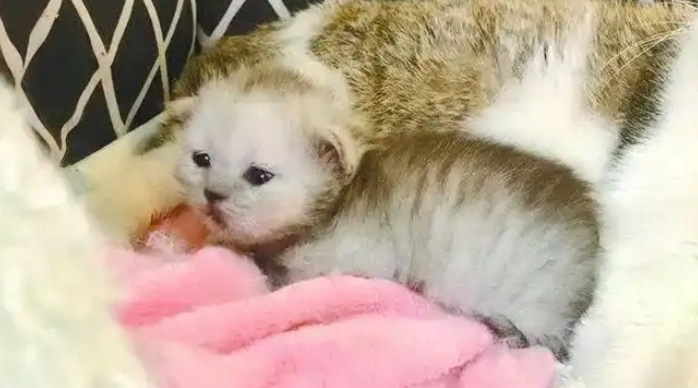 Growing numbers of pet lovers want to recreate their beloved pets. Photo: Baidu Growing numbers of pet lovers want to recreate their beloved pets. Photo: Baidu