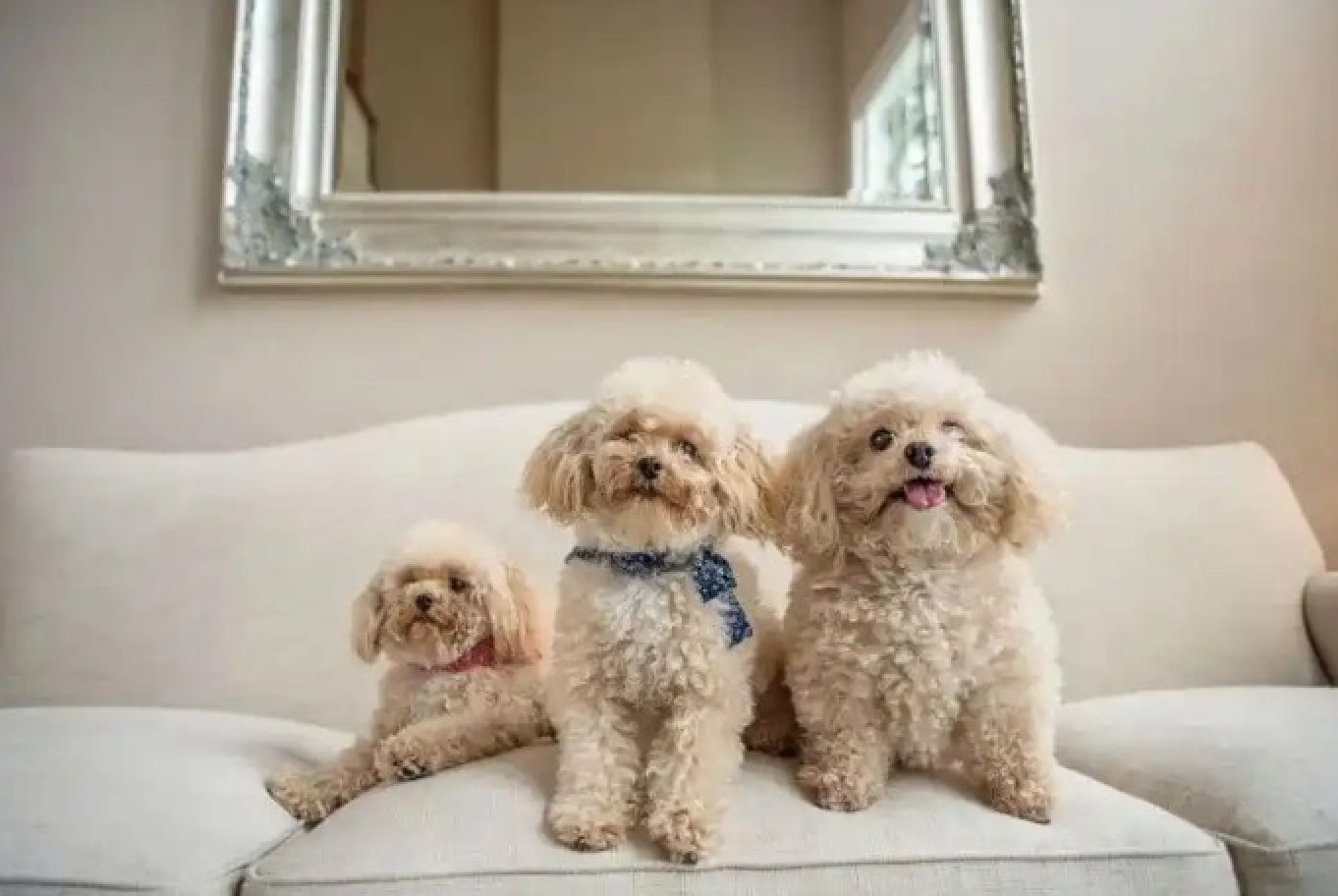 Cloning a “fur baby” can cost as much as US$52,000 per animal. Photo: Baidu Cloning a “fur baby” can cost as much as US$52,000 per animal. Photo: Baidu
