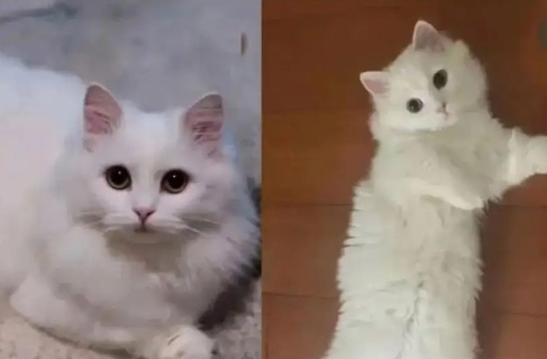 Cat-astrophe? Some animal rights campaigners have expressed concerns over cloning. Photo: Baidu Cat-astrophe? Some animal rights campaigners have expressed concerns over cloning. Photo: Baidu