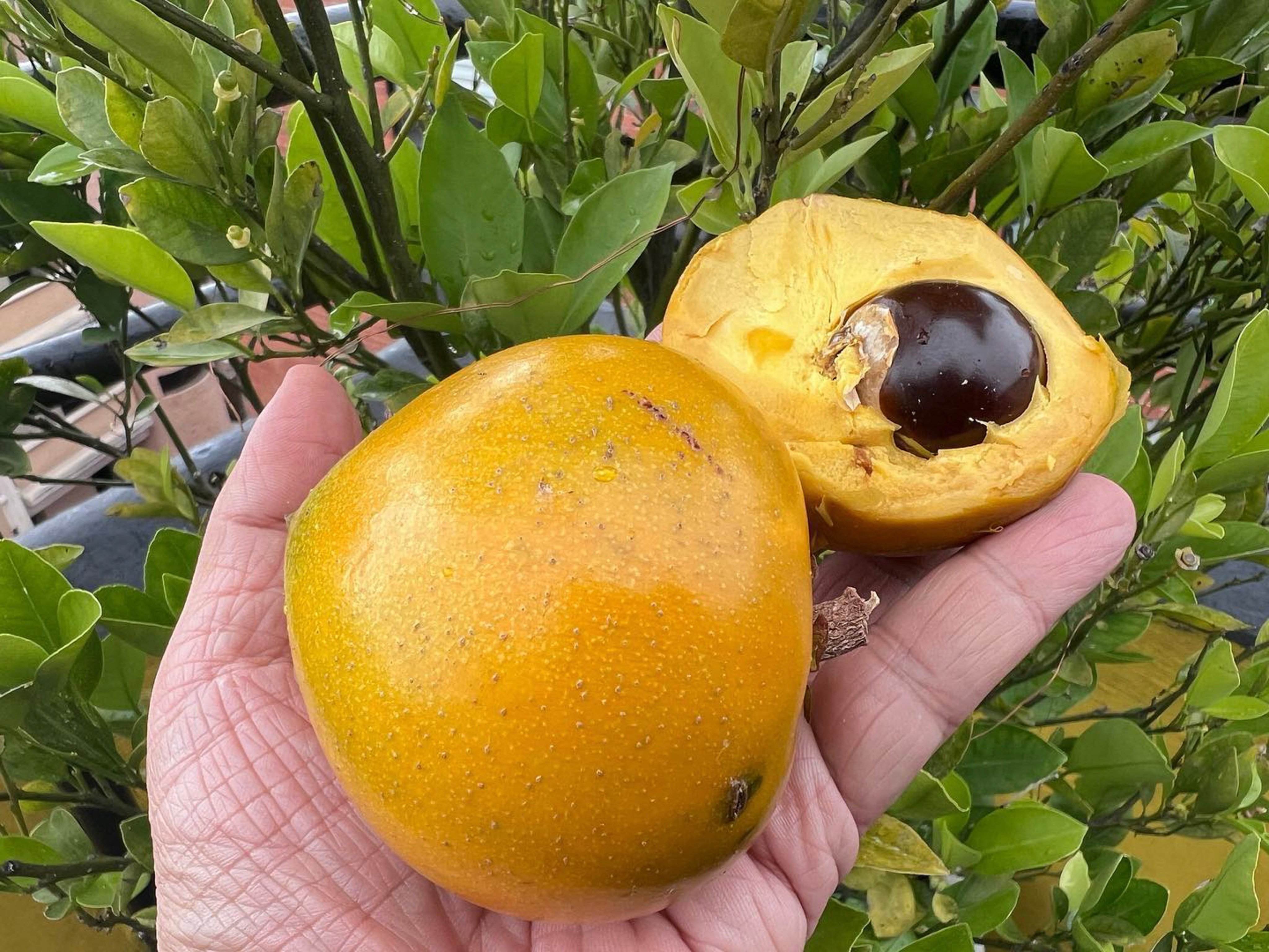 Lucuma, a Colombian tropical fruit.  Photo: Instagram/frutas_colombianas