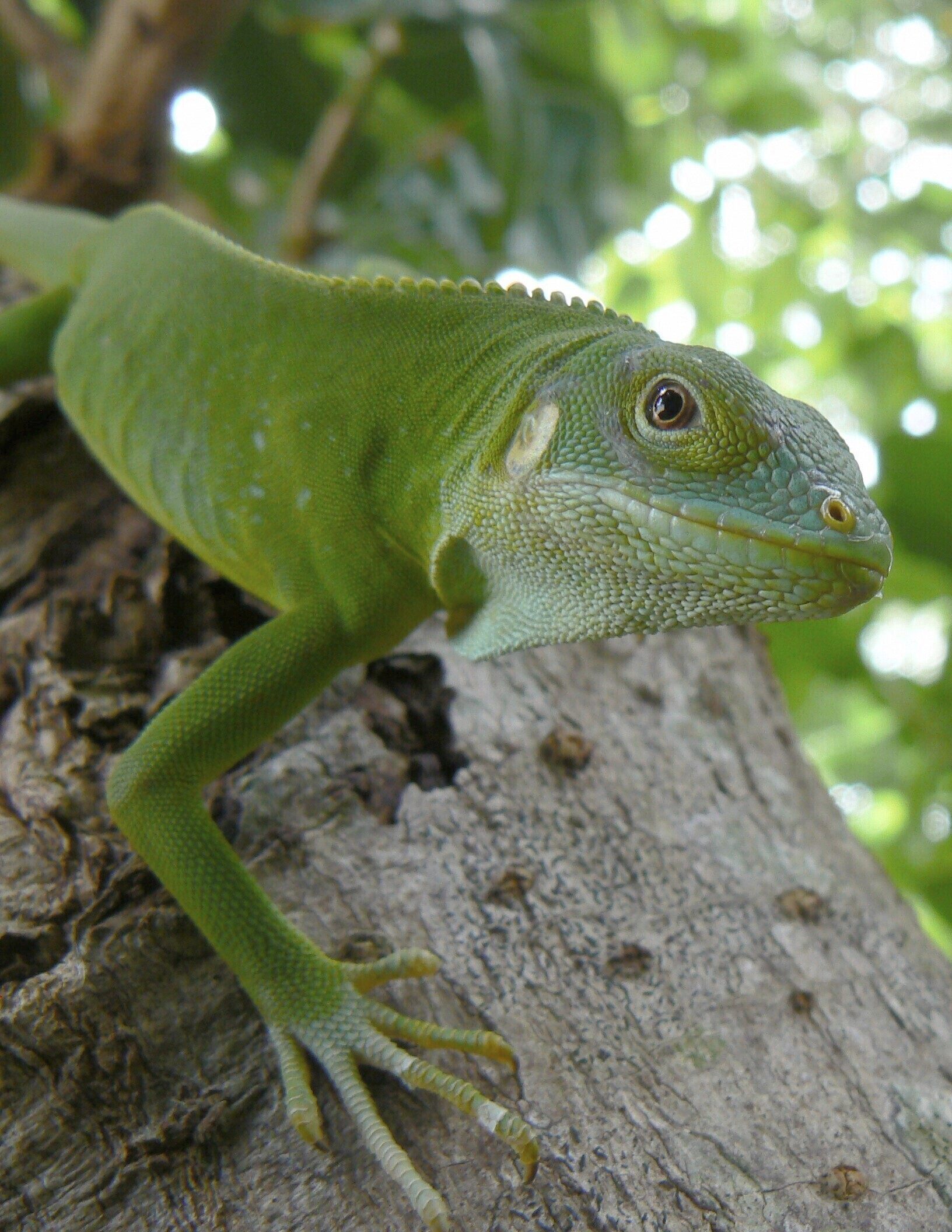 A female Lau banded iguana in Fiji. Photo: US Geological Survey/AP