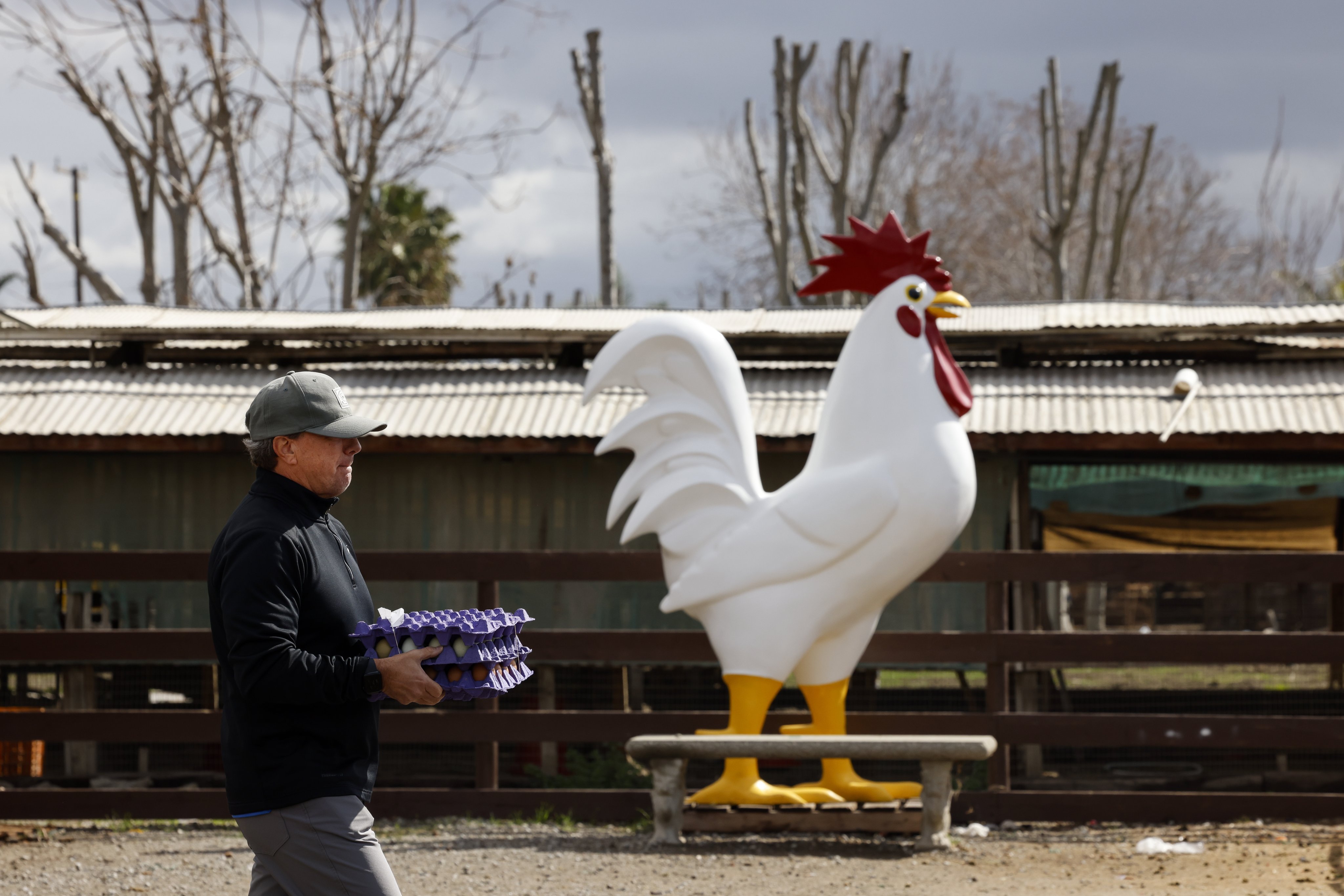 The spread of avian influenza, commonly called bird flu, has ravaged flocks around the world. Photo: EPA-EFE