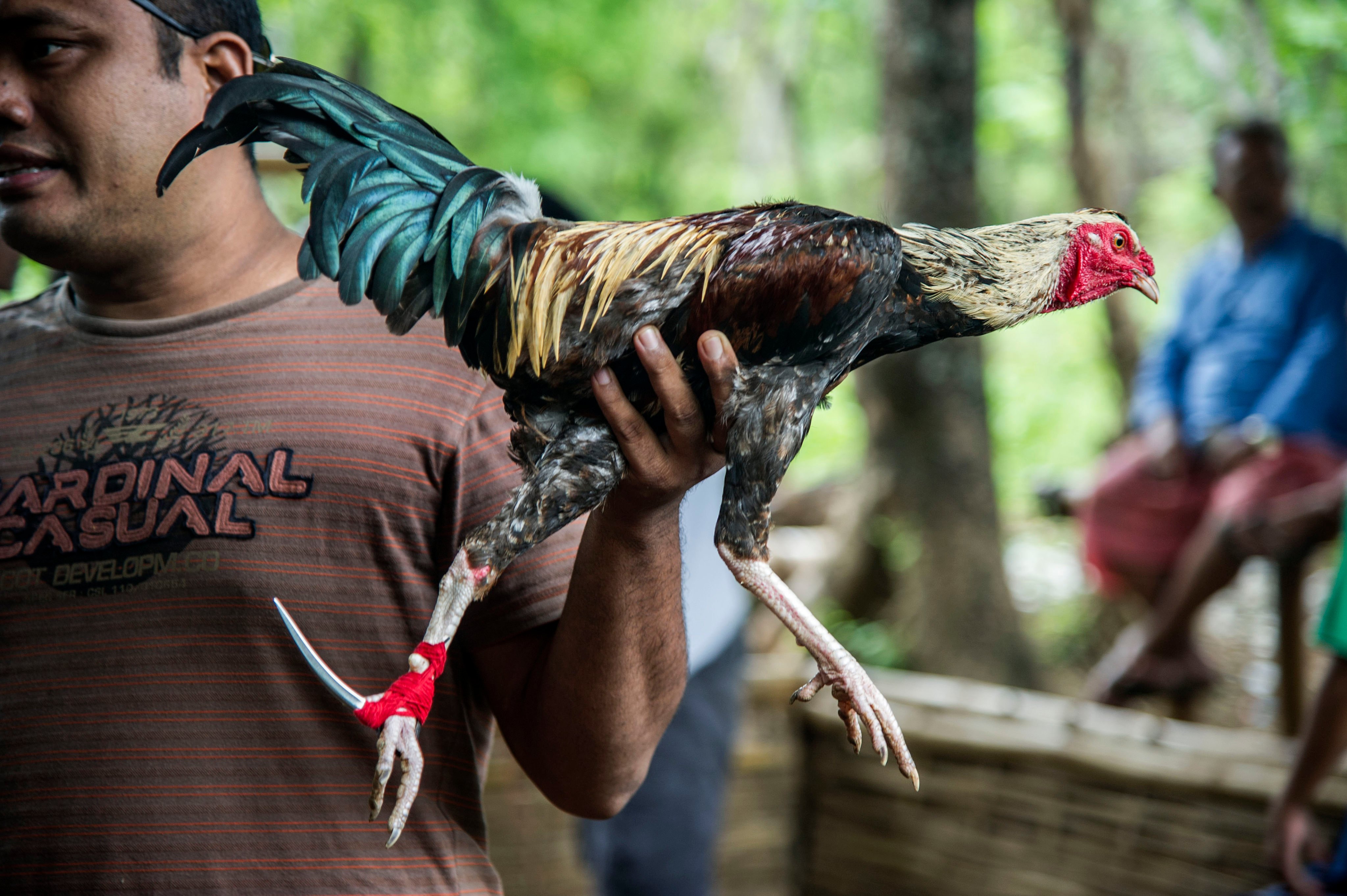 A bird being displayed at a cockfighting site in Karangasem, Bali. Photo: AFP