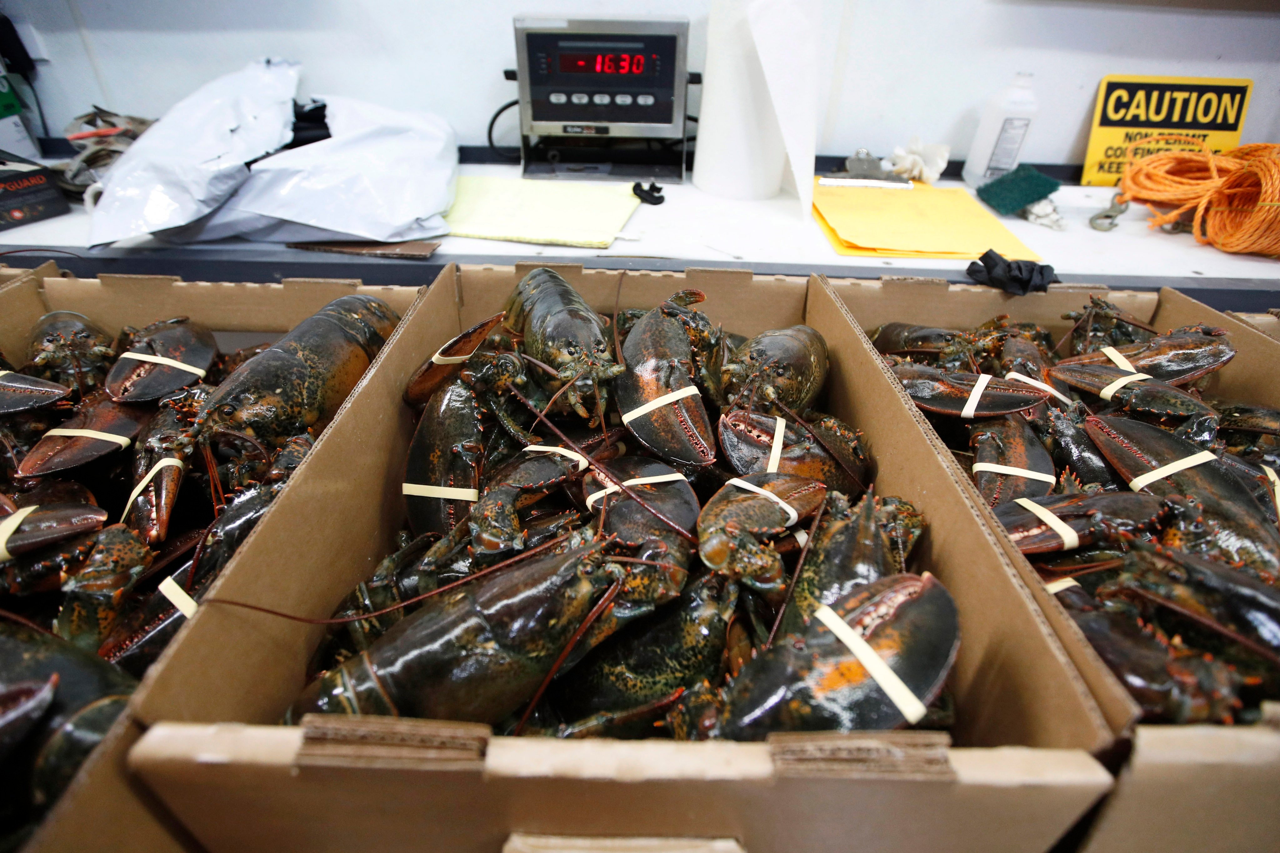 After new tariffs from China, the price of Canadian lobster is expected to drop as exporters attempt to keep supplies flowing. Photo: AP