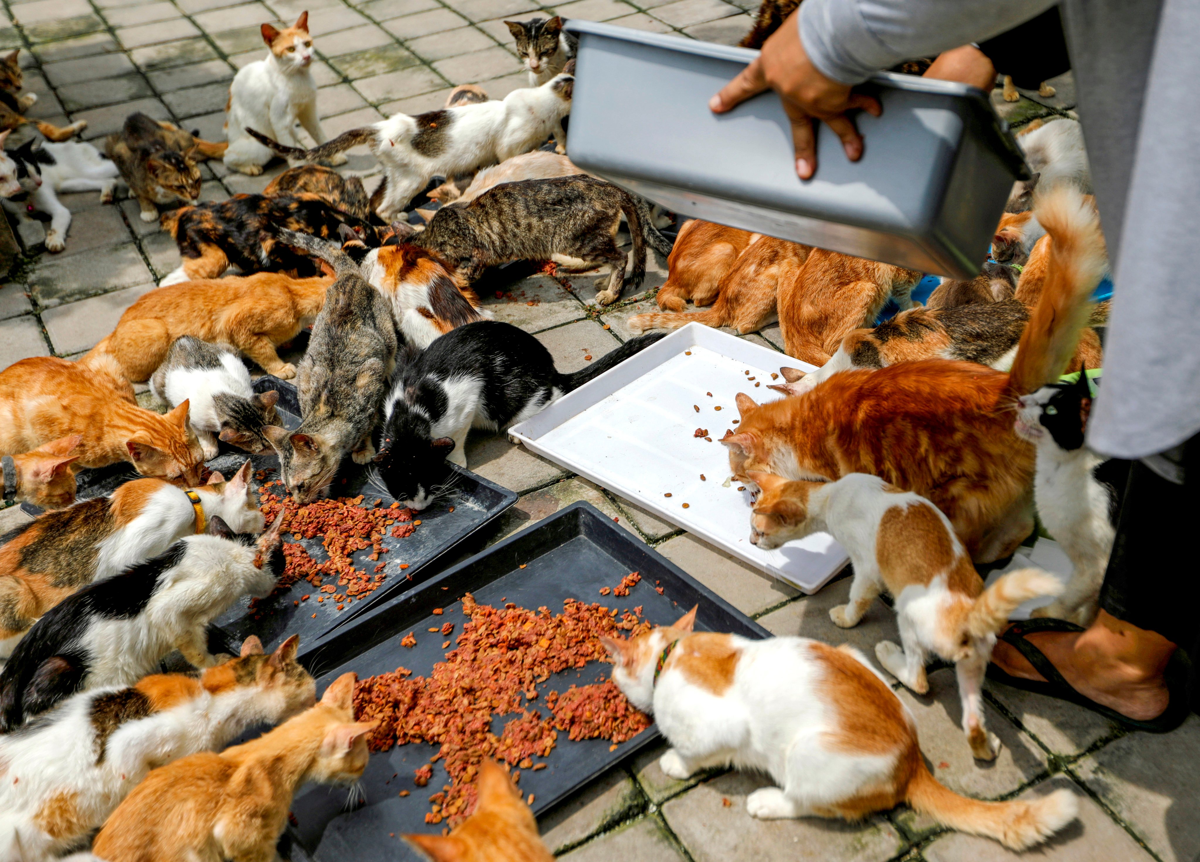 Cats are fed at a shelter in Bogor, West Java province, Indonesia, in December 2019. Photo: Reuters