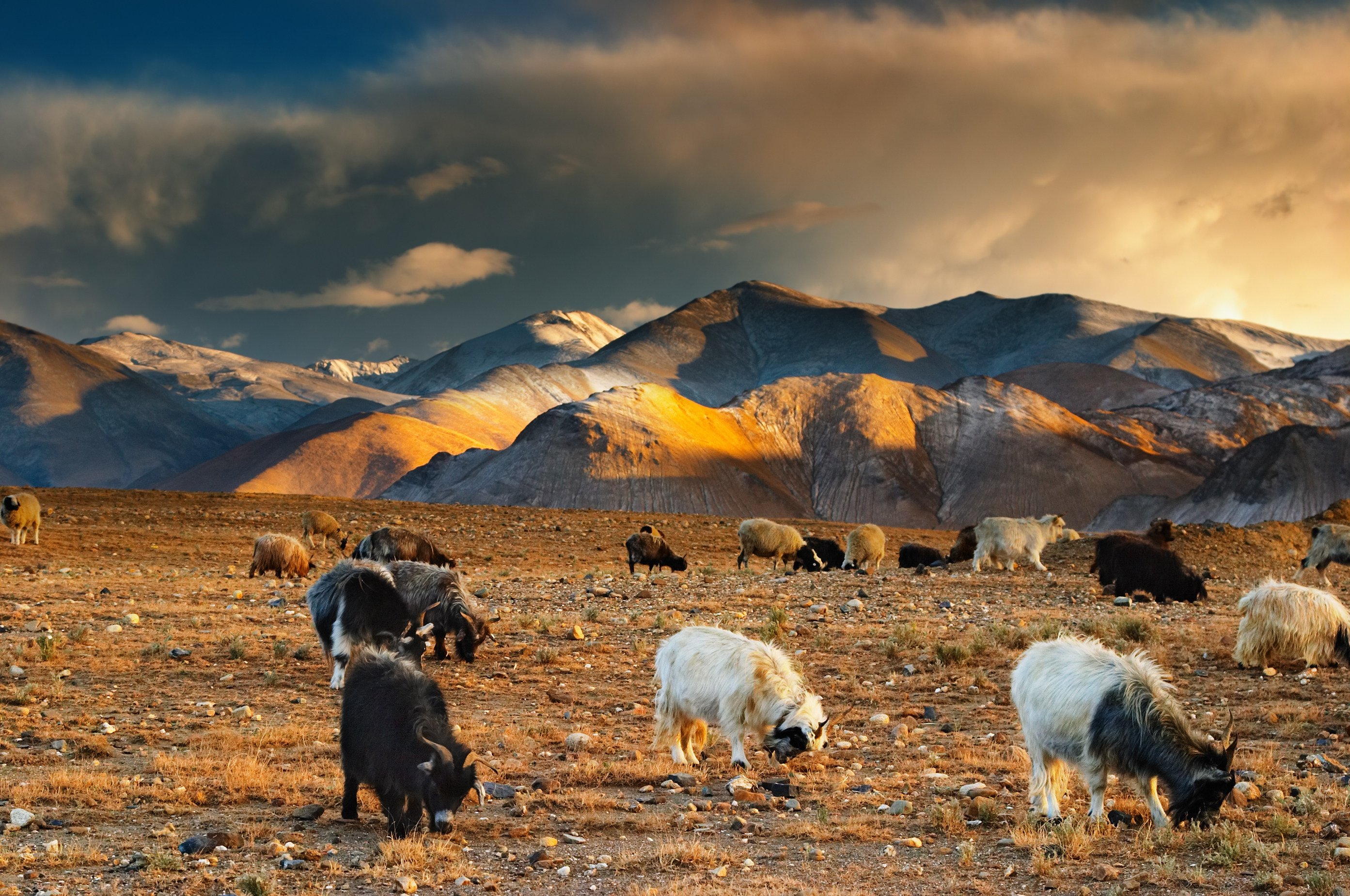 Beijing is considering a plan to use the Tibetan Plateau to grow food for China in a future global climate crisis.  Photo: Shutterstock