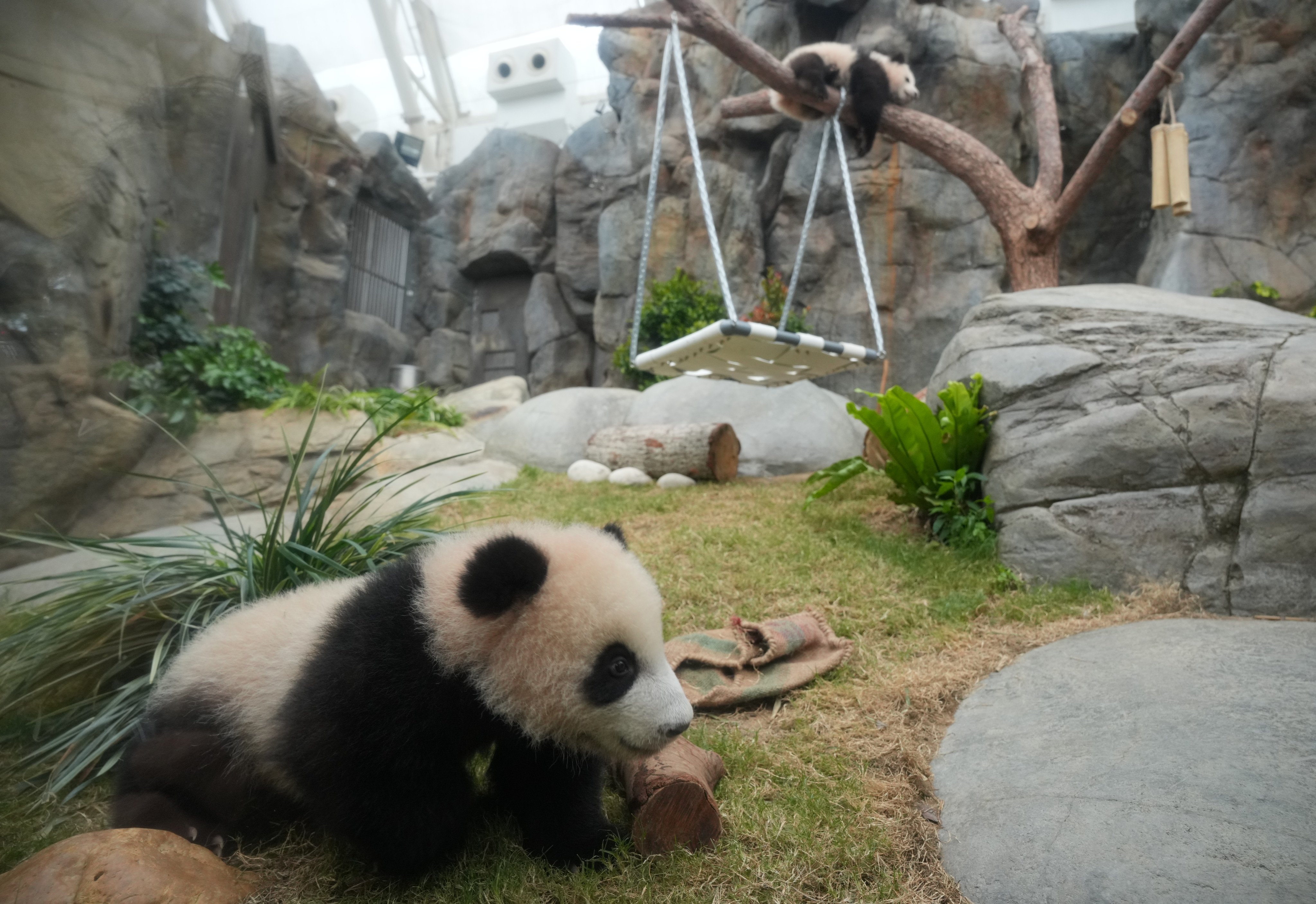 “Elder Sister” (right) enjoys lazing and napping on a fork of branches on a tree on February 16. Photo: May Tse