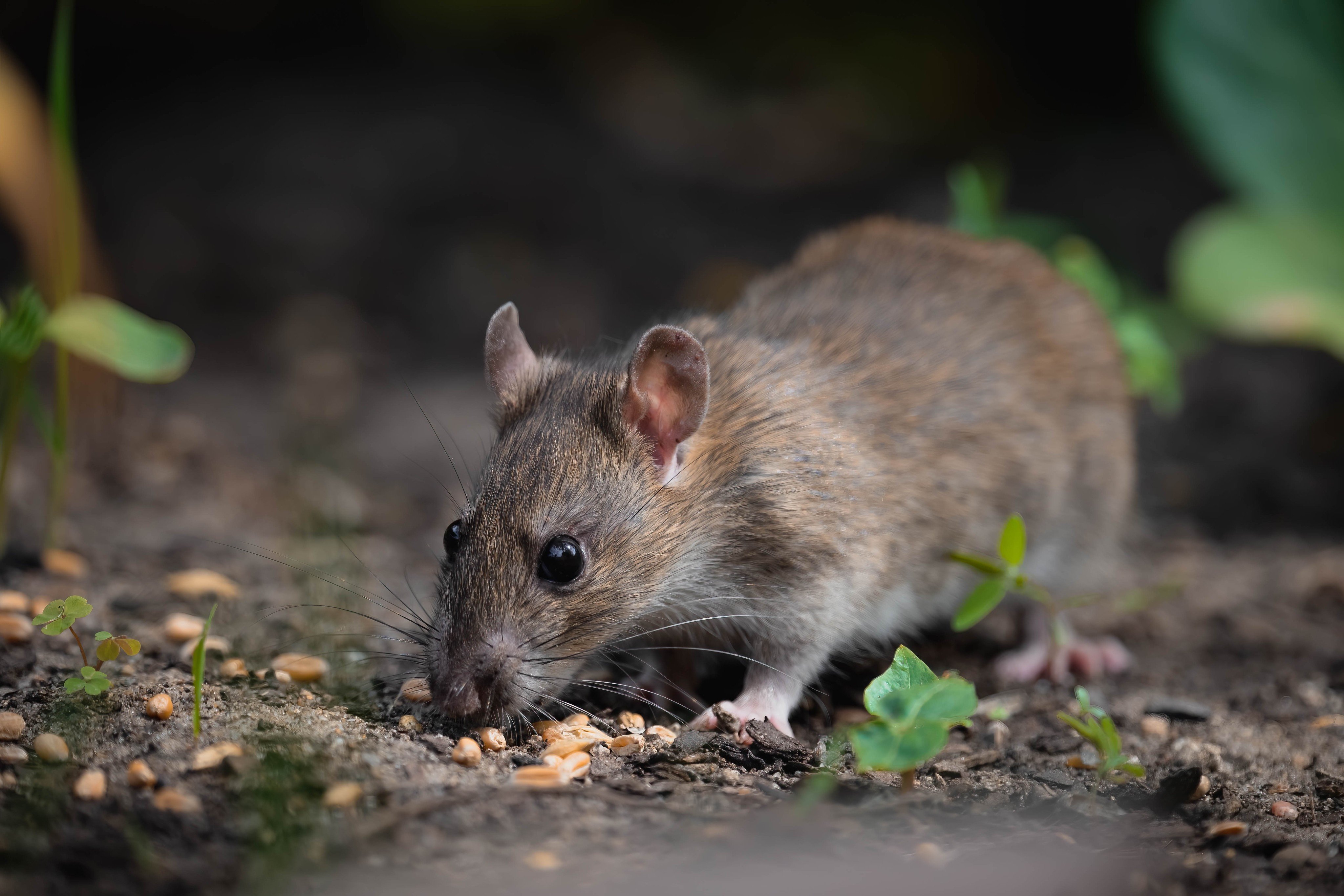 A box of headless, dead rats that was sent to Tempo’s journalists in Jakarta is the latest incident of press intimidation in Indonesia. Photo: Shutterstock