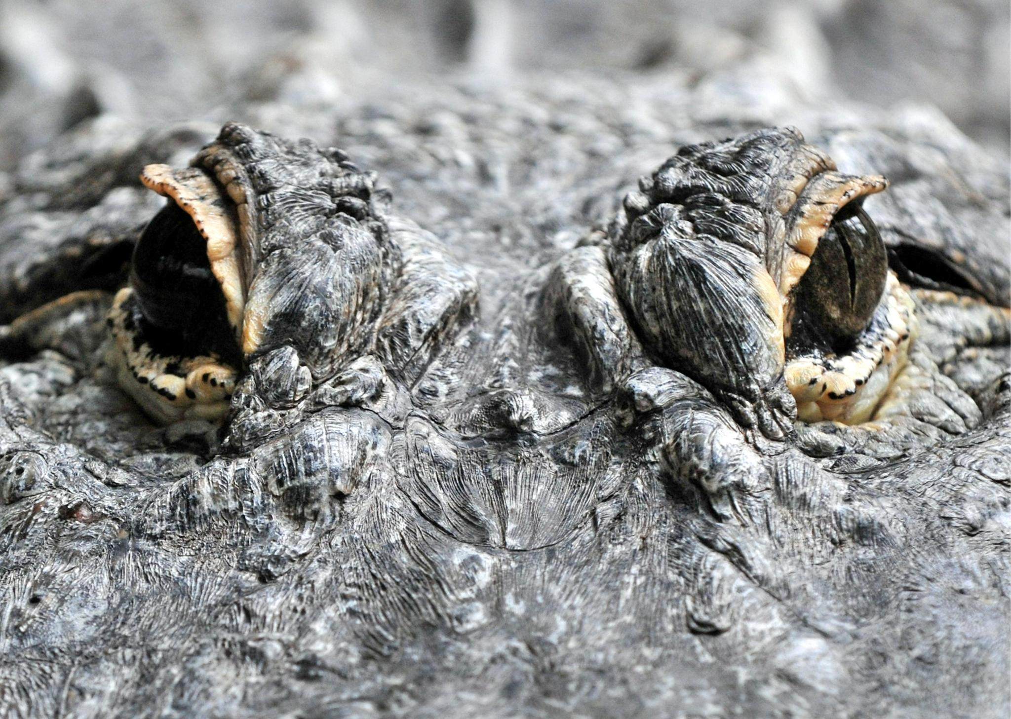 Alligators and crocodiles are both dangerous reptiles. Photo: EPA