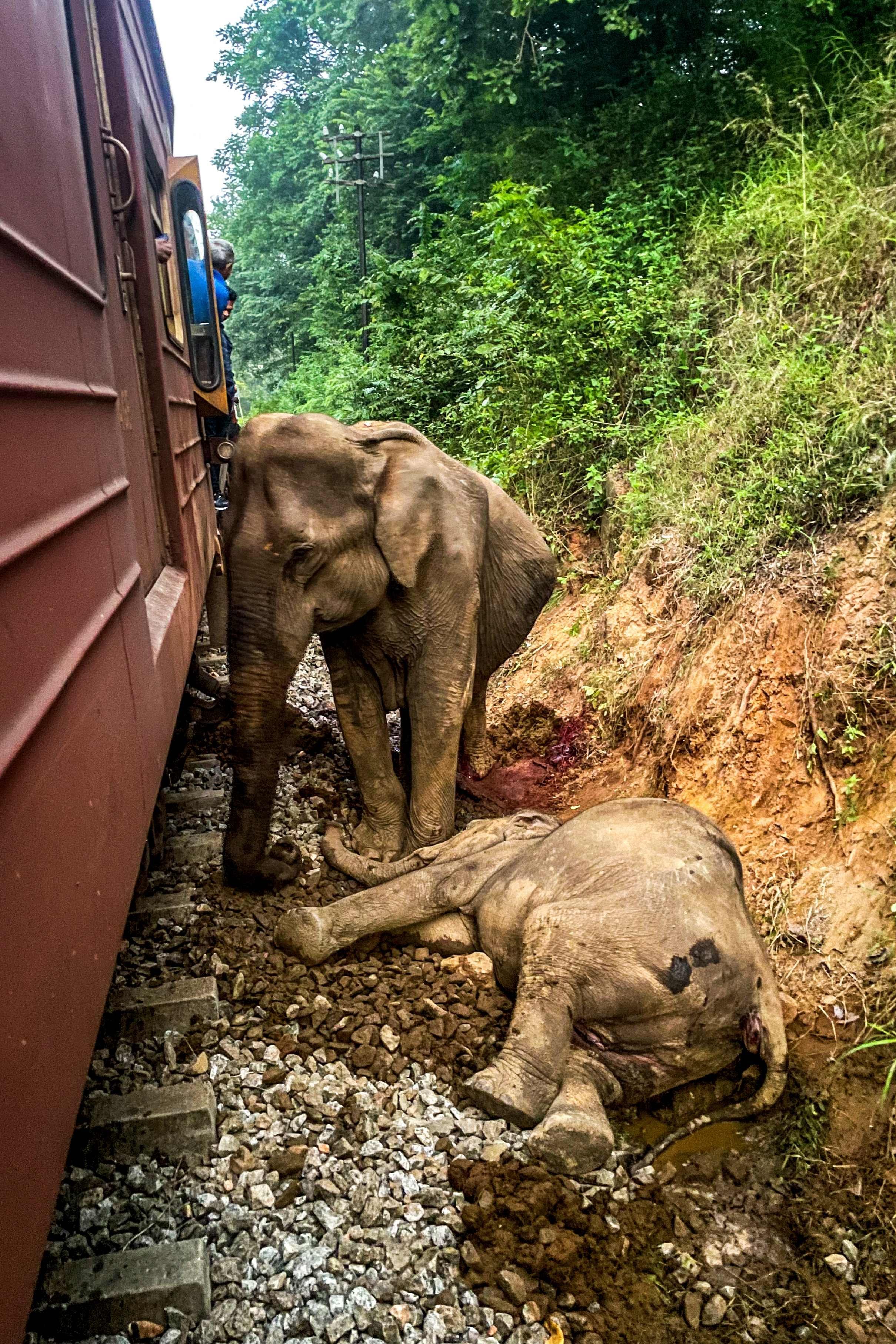 Sri Lanka has enhanced railway safety after a tragic train accident killed seven elephants. Photo: AFP