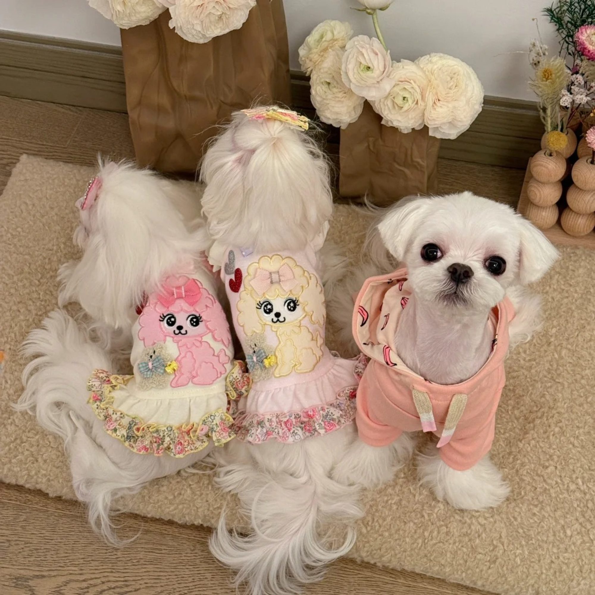 Dressed to thrill: The cute canines show off some of their fashion choices. Photo: Handout Dressed to thrill: The cute canines show off some of their fashion choices. Photo: Handout