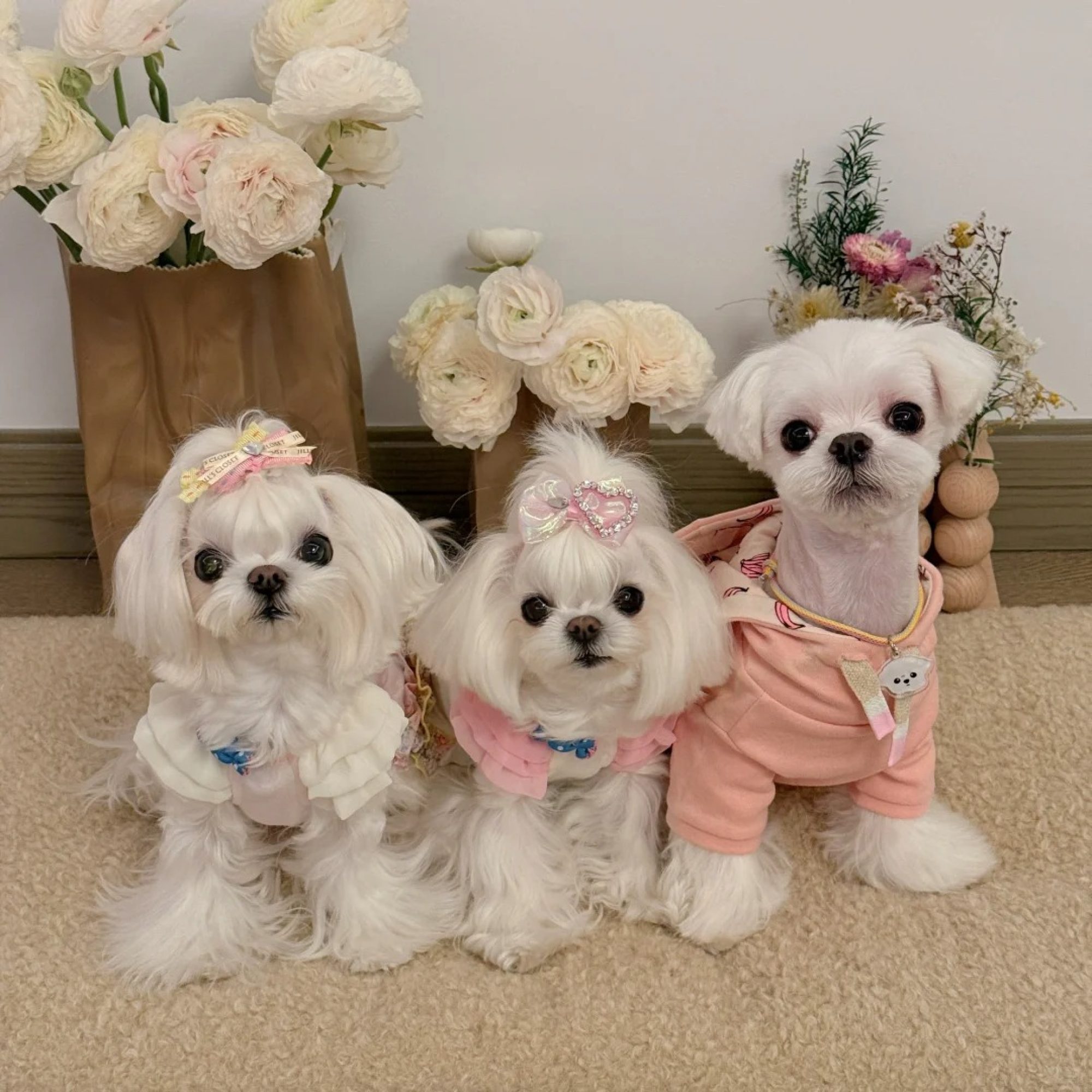 Three of a kind: Yikemochi’s dolled-up dogs pose for one of their daily shoots. Photo: Handout Three of a kind: Yikemochi’s dolled-up dogs pose for one of their daily shoots. Photo: Handout