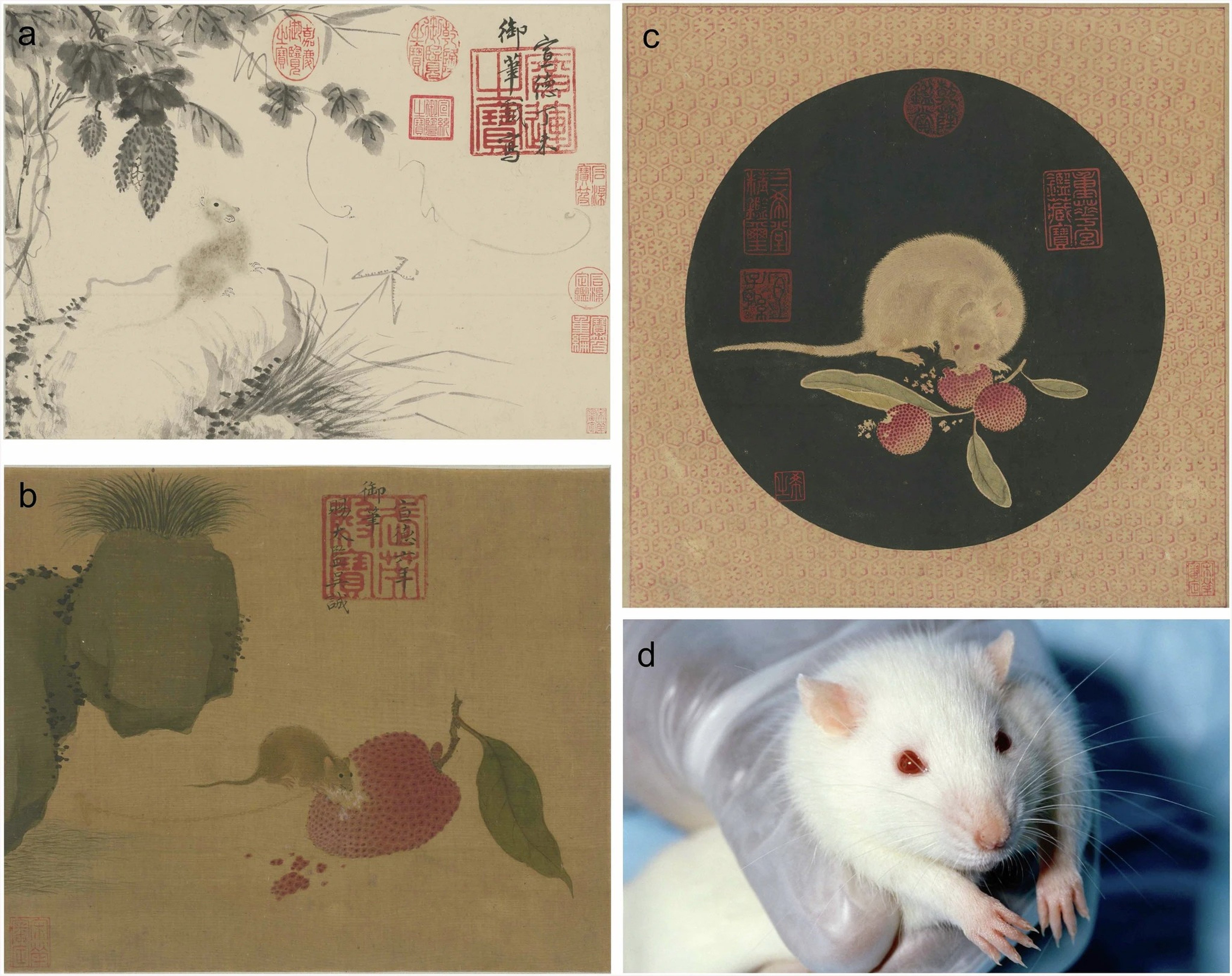 Ancient imperial paintings from the Ming dynasty suggest that brown rats originally found in China may have been stowaways on ships used by explorer Zheng He. Image: Handout