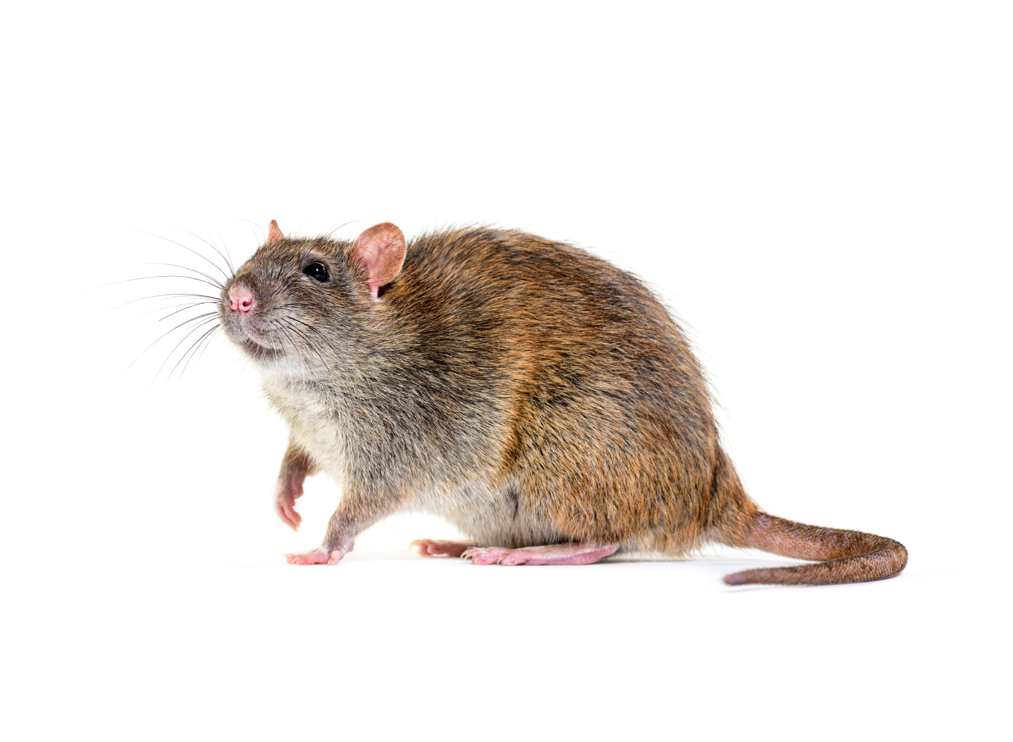 Brown rats are believed to have originated in northern China and Mongolia. Photo: Shutterstock Brown rats are believed to have originated in northern China and Mongolia. Photo: Shutterstock