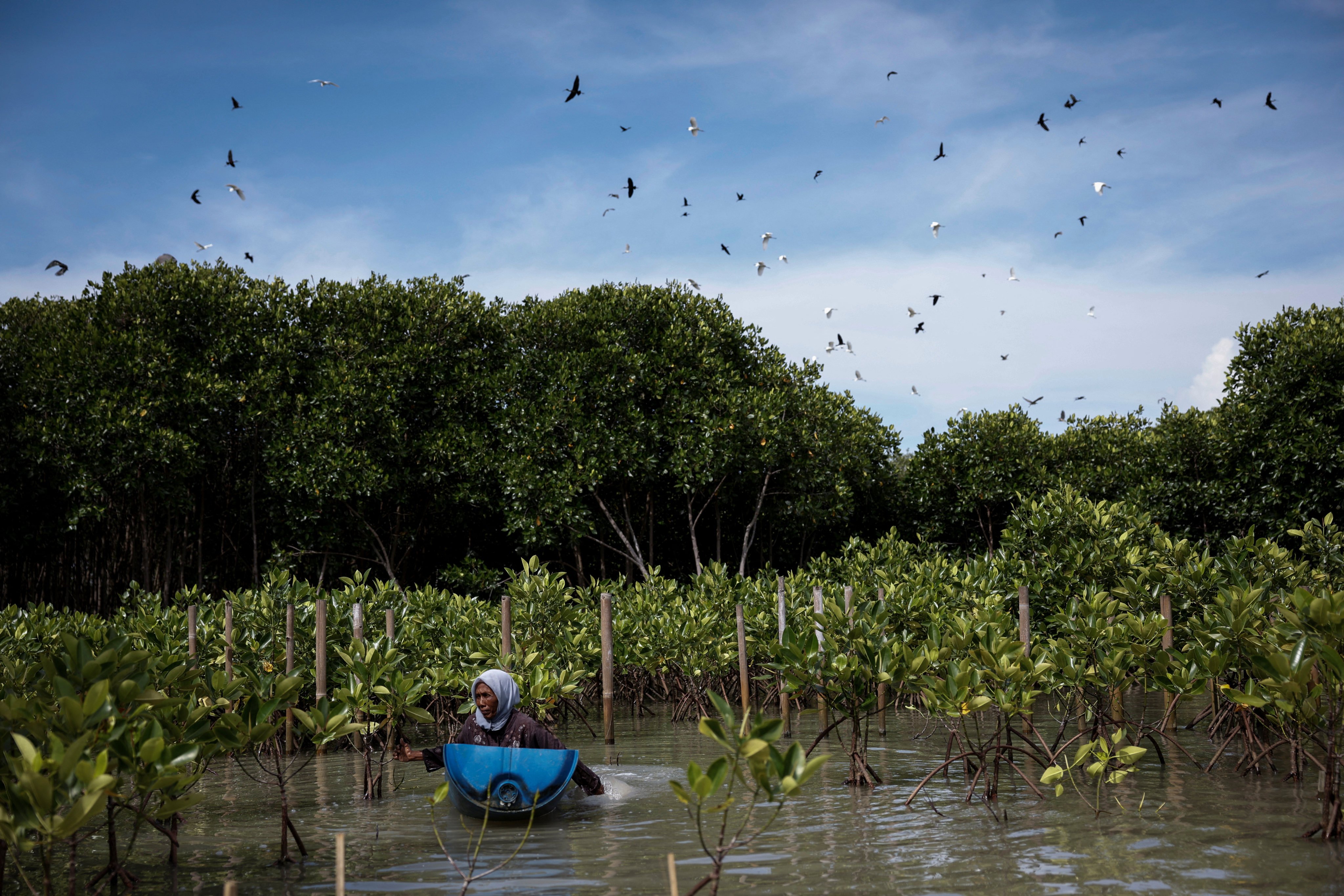 Pasijah, 55, checks mangrove seedlings after they were planted in the hamlet of Rejosari Senik, Demak regency, Central Java province, Indonesia, in February. Photo: Reuters