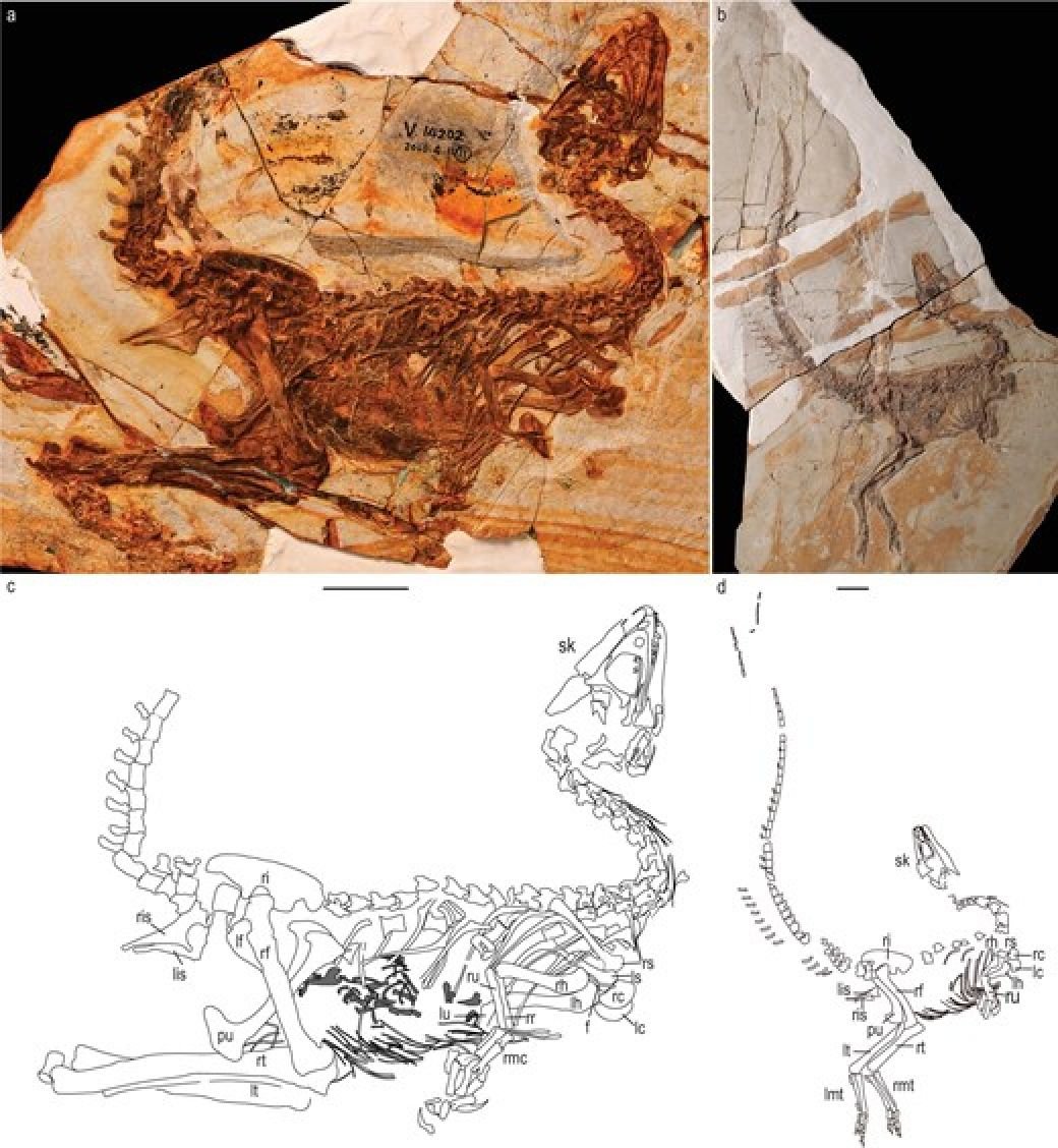 The fossilised remains were found in the Yixian Formation in Liaoning province. Images: Handout The fossilised remains were found in the Yixian Formation in Liaoning province. Images: Handout