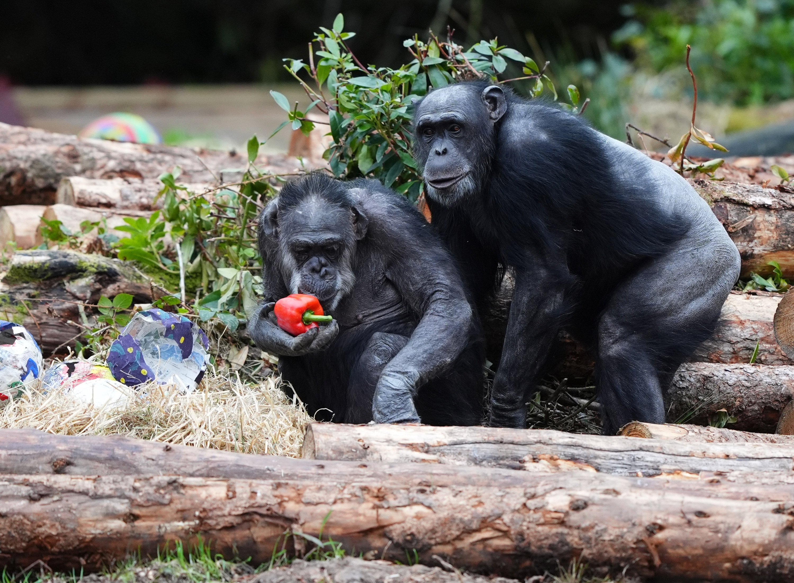 Gill and Chippie play with papier-mache Easter eggs filled with healthy treats. Photo: Andrew Milligan/PA Wire/dpa