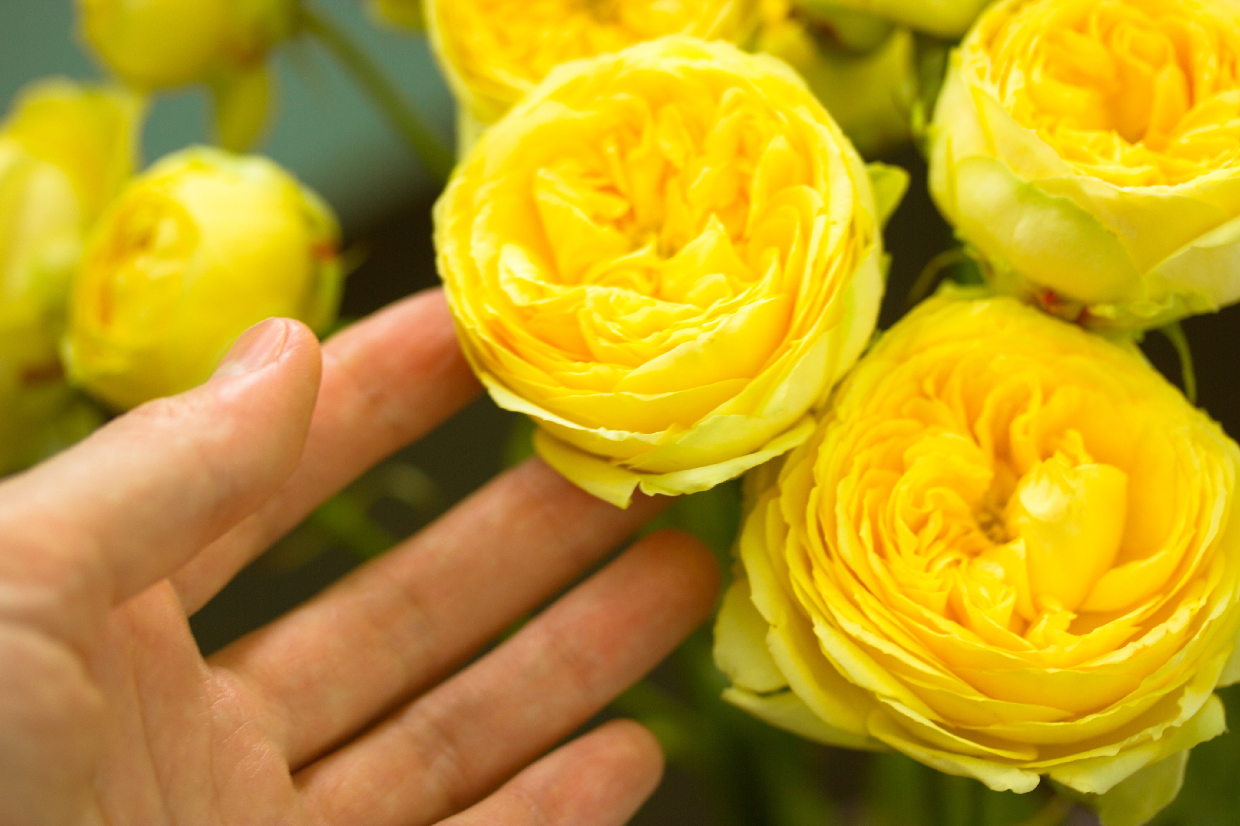 Chinese and Dutch researchers have discovered the first roses were most likely yellow, not red. Photo: Shutterstock
