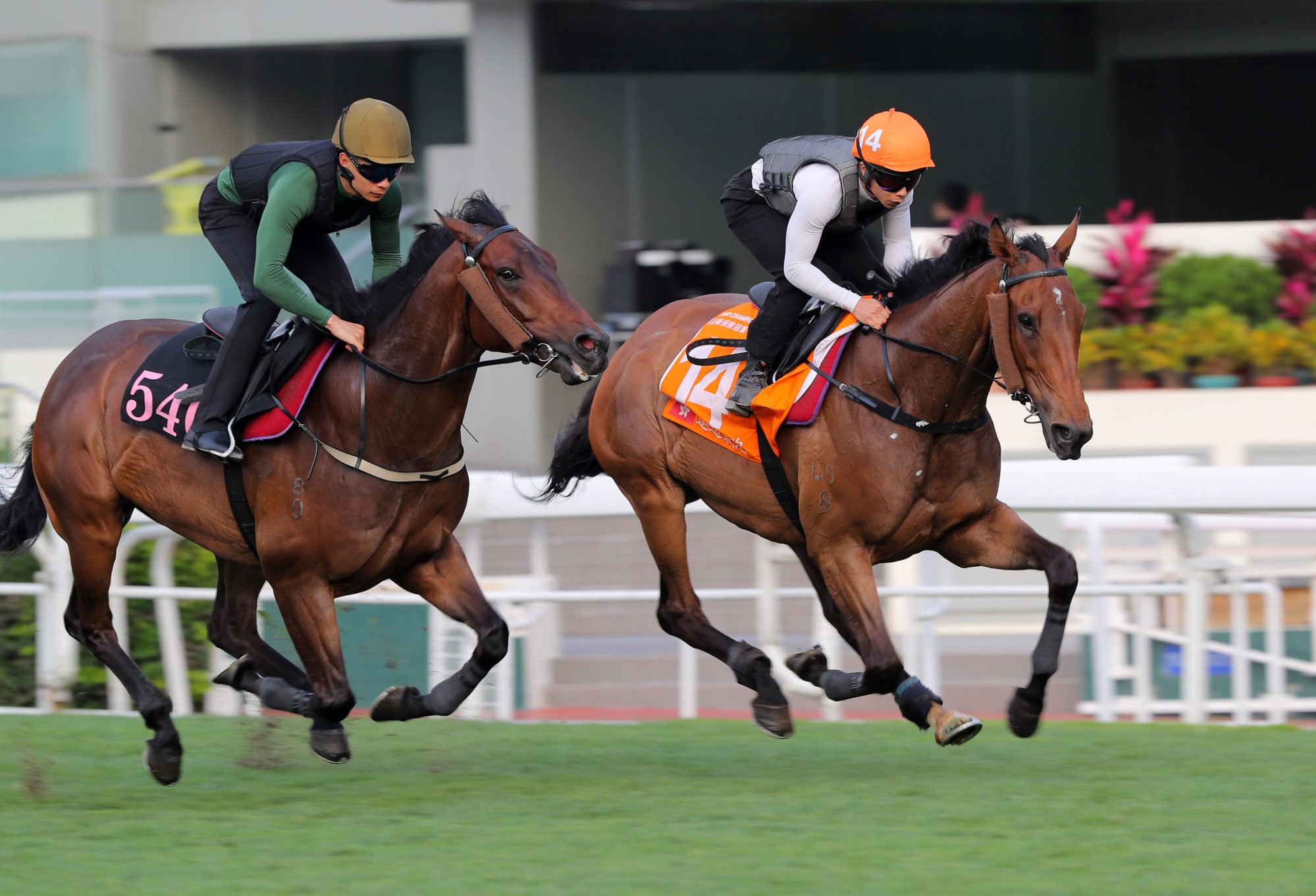 Voyage Bubble (right) gallops at Sha Tin earlier this week.
