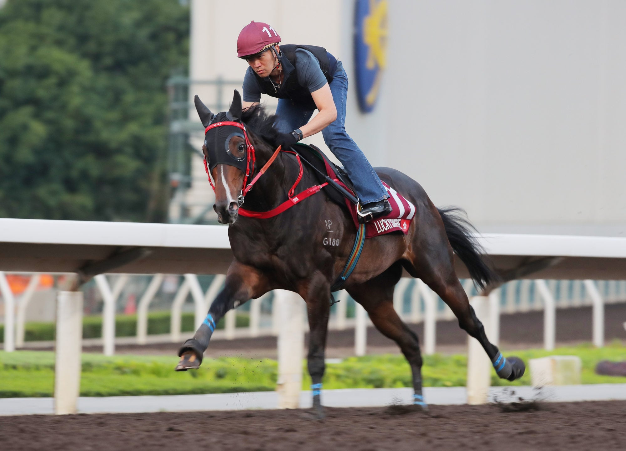 Lucky Sweynesse gallops on the all-weather track on Thursday. Lucky Sweynesse gallops on the all-weather track on Thursday.