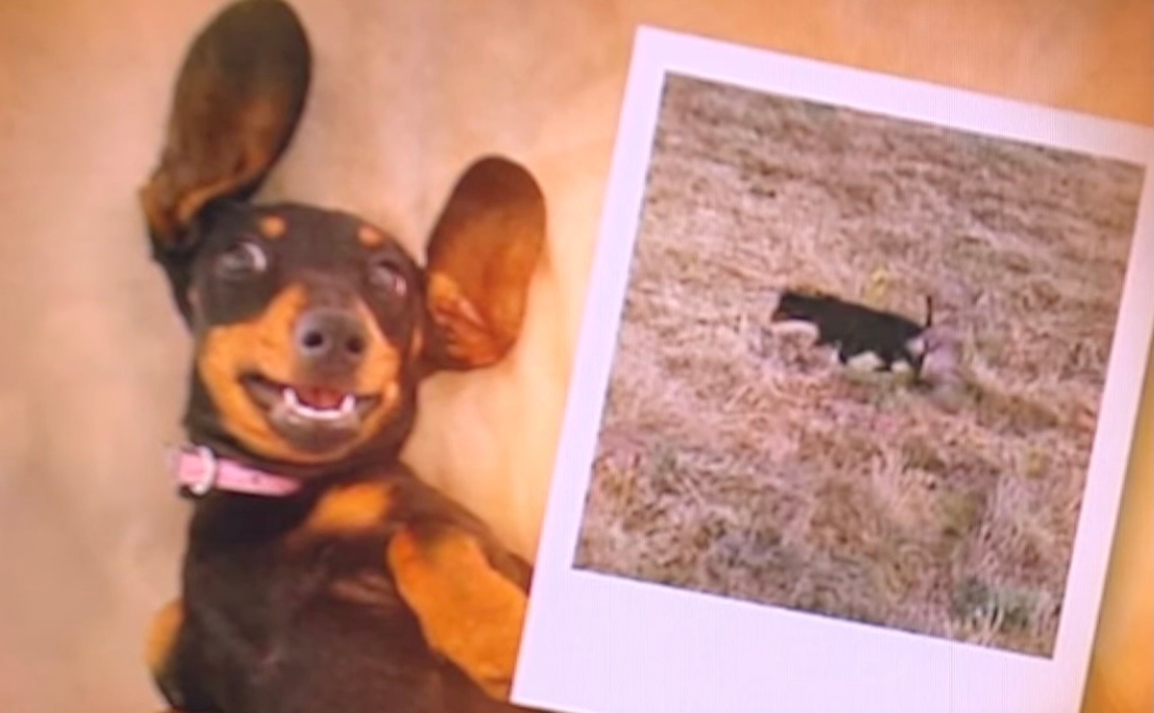 A miniature dachshund named Valerie was found on Kangaroo Island in Australia after 529 days. Photo: YouTube/9 News Australia