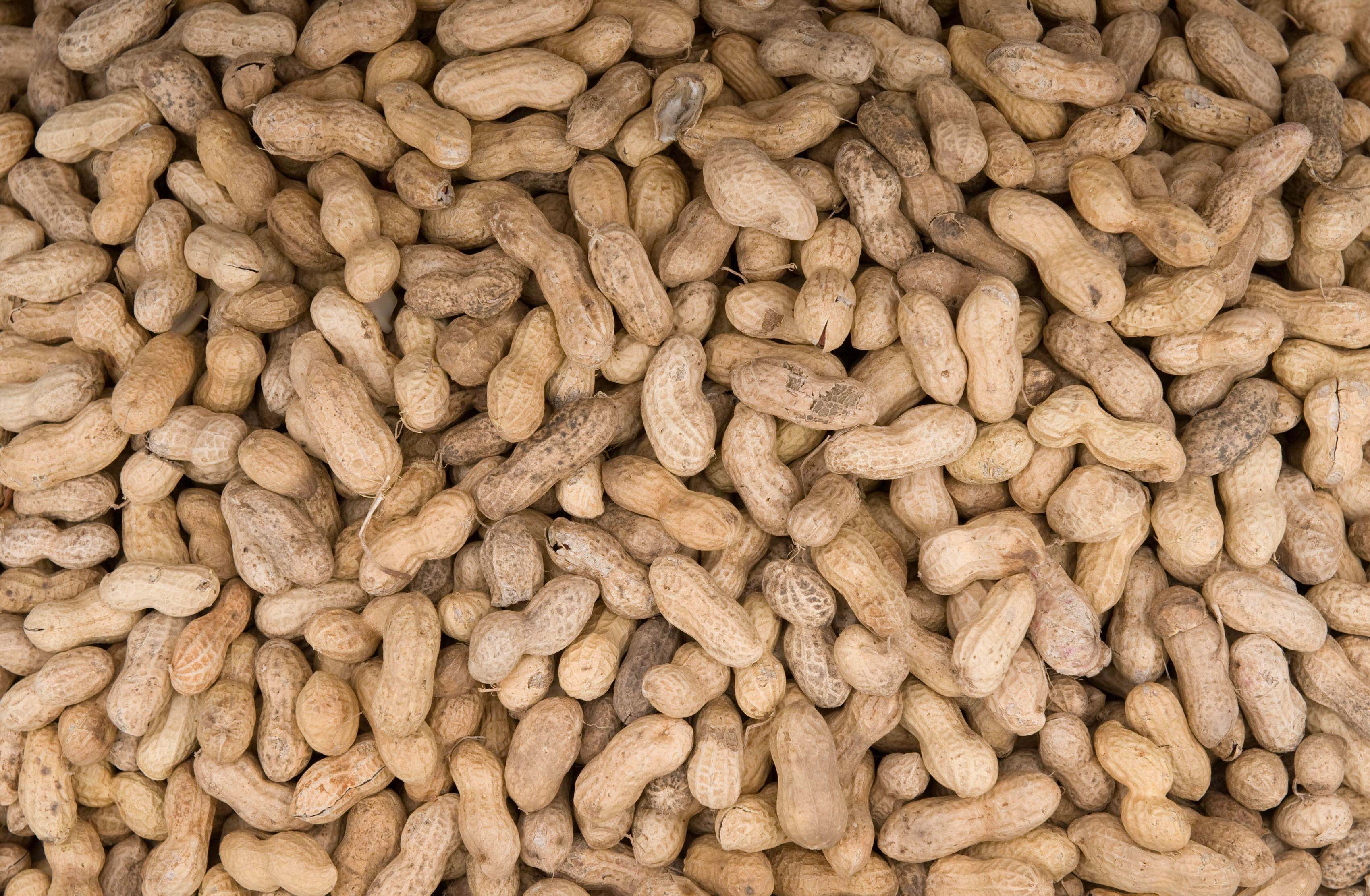 New research offers hope to adults with a peanut allergy. Photo: AFP
