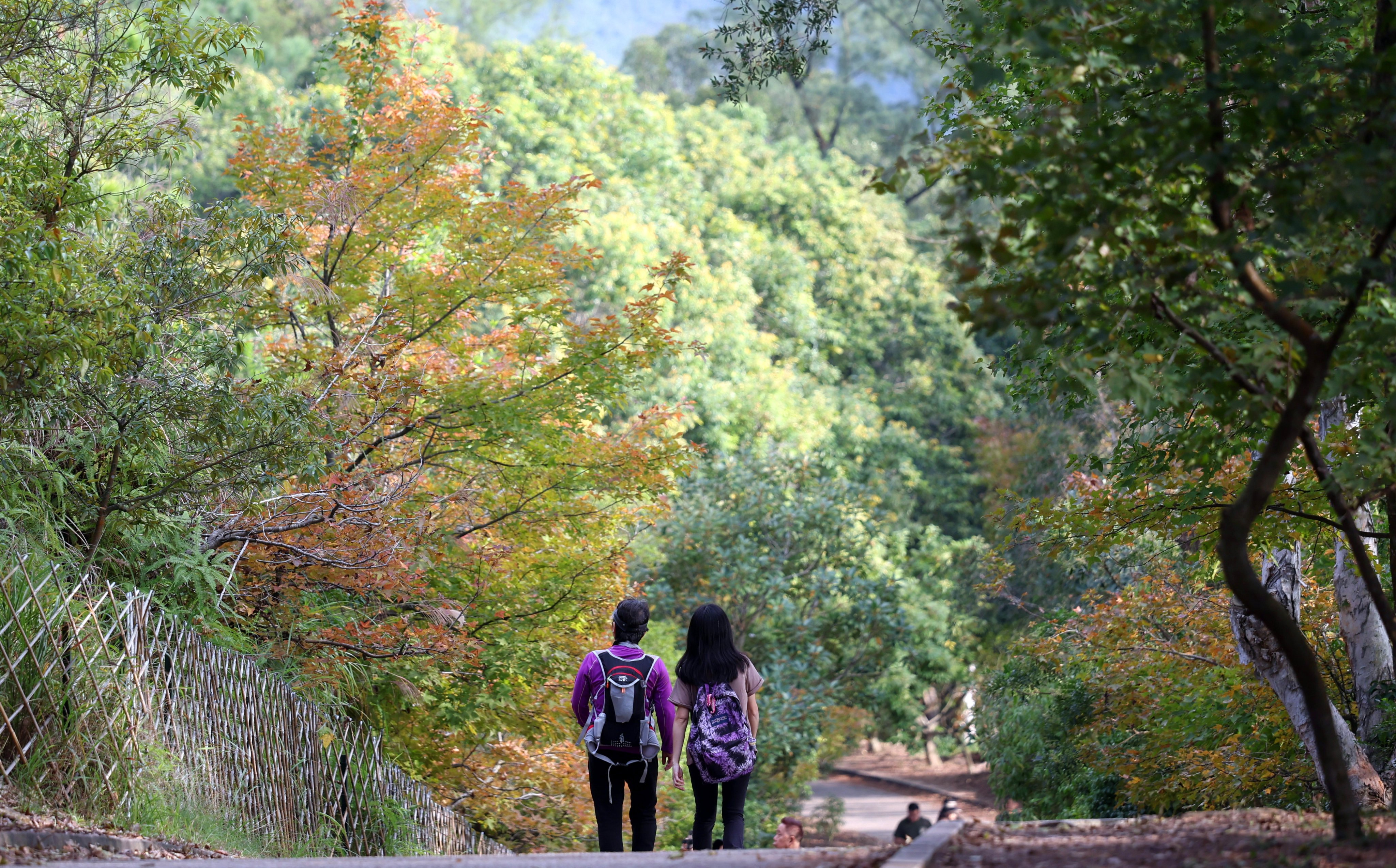 Hong Kong’s Tai Tong Sweet Gum Woods, found at the south of Yuen Long and north of Tai Lam Chung Reservoir. Photo: Yik Yeung-man
