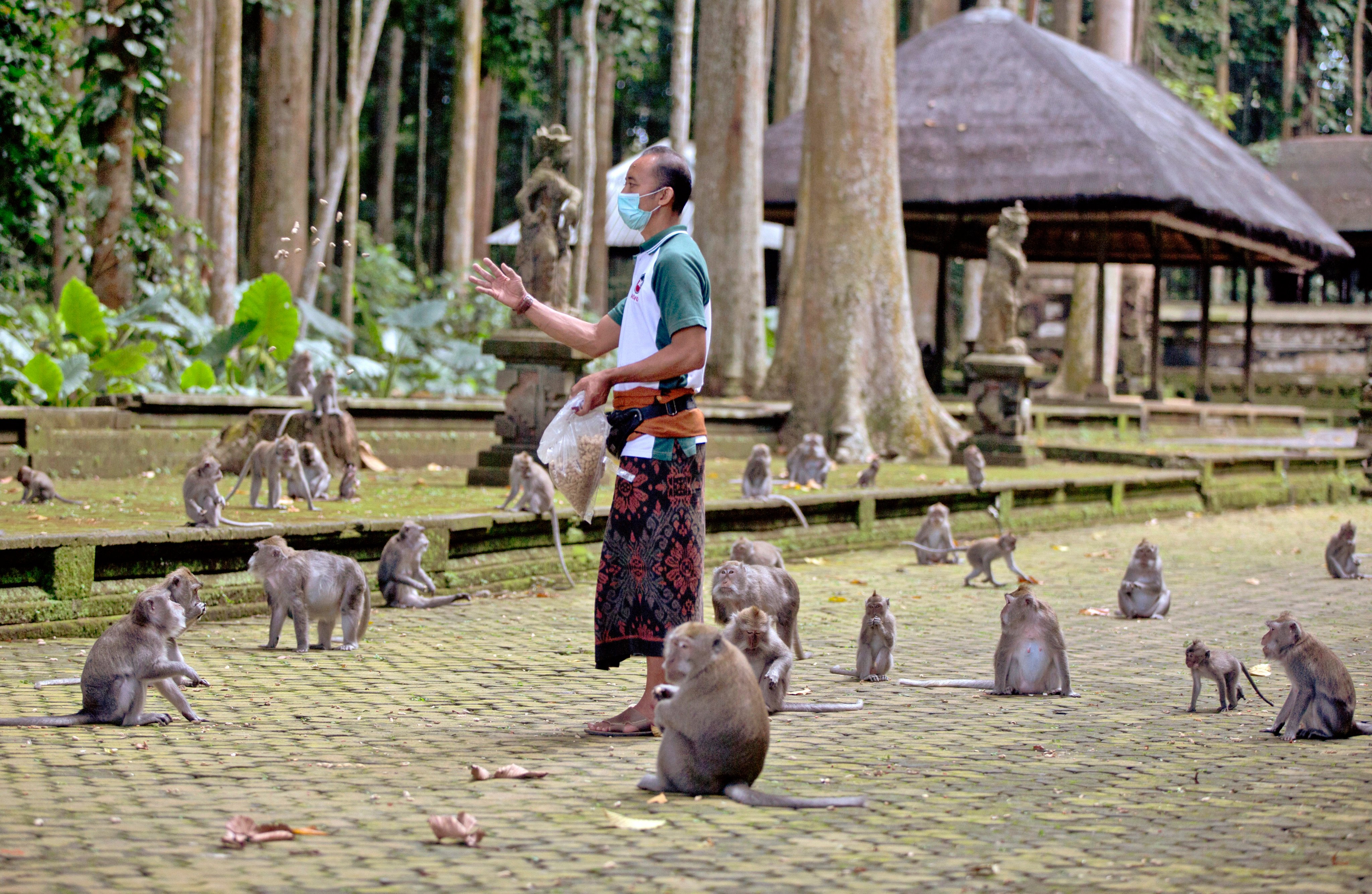 Feeding time at Sangeh Monkey Forest in Bali. Photo: AP