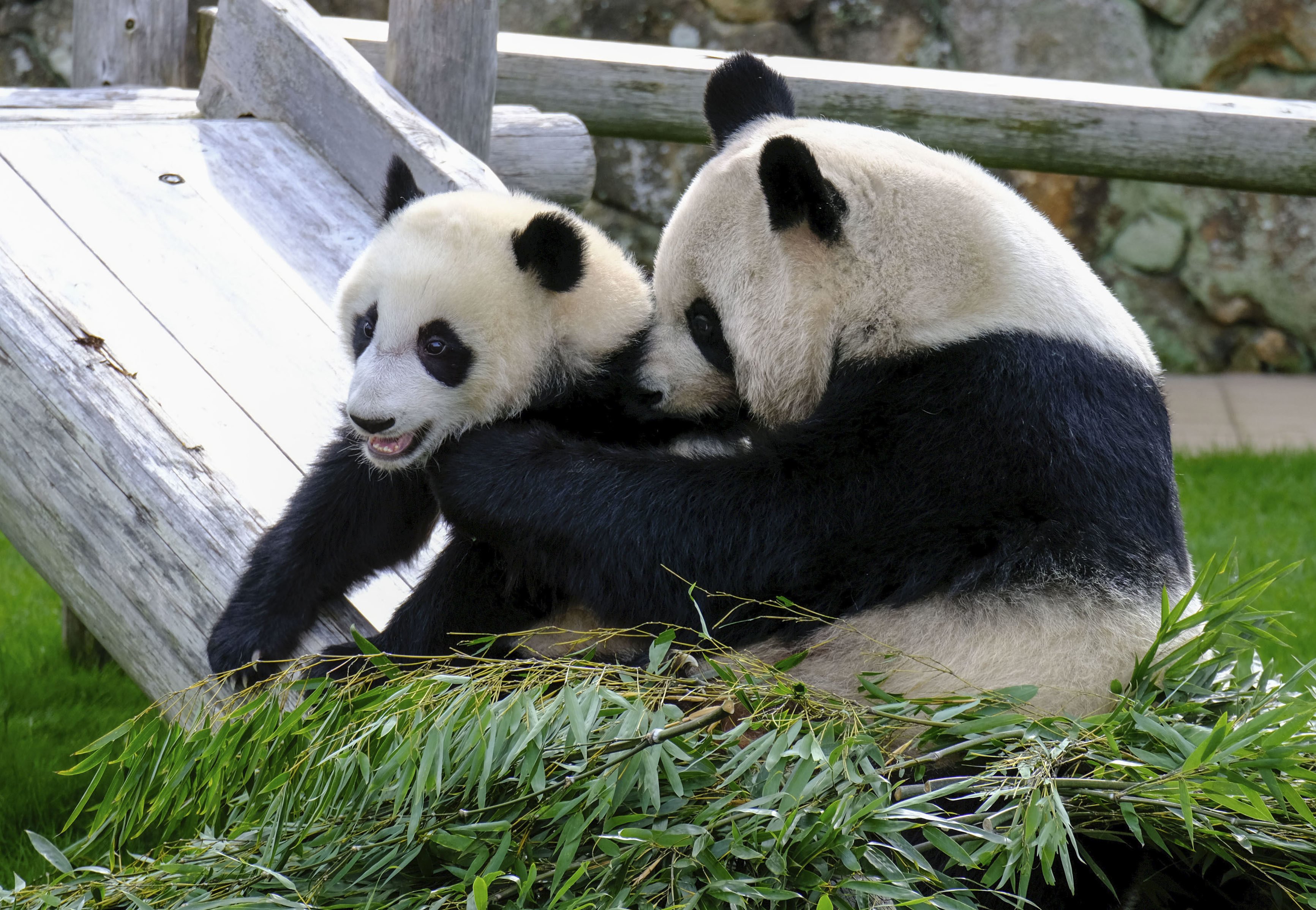 Giant panda Fuhin and her mother Rauhin play at the Adventure World park in Shirahama in Japan in 2021. Photo: Kyodo