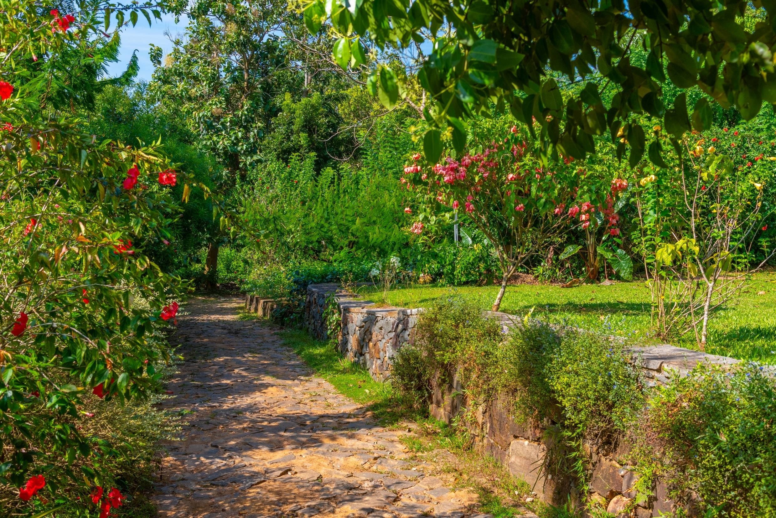 Tea plantations at Handunugoda tea estate near Koggala, Sri Lanka.