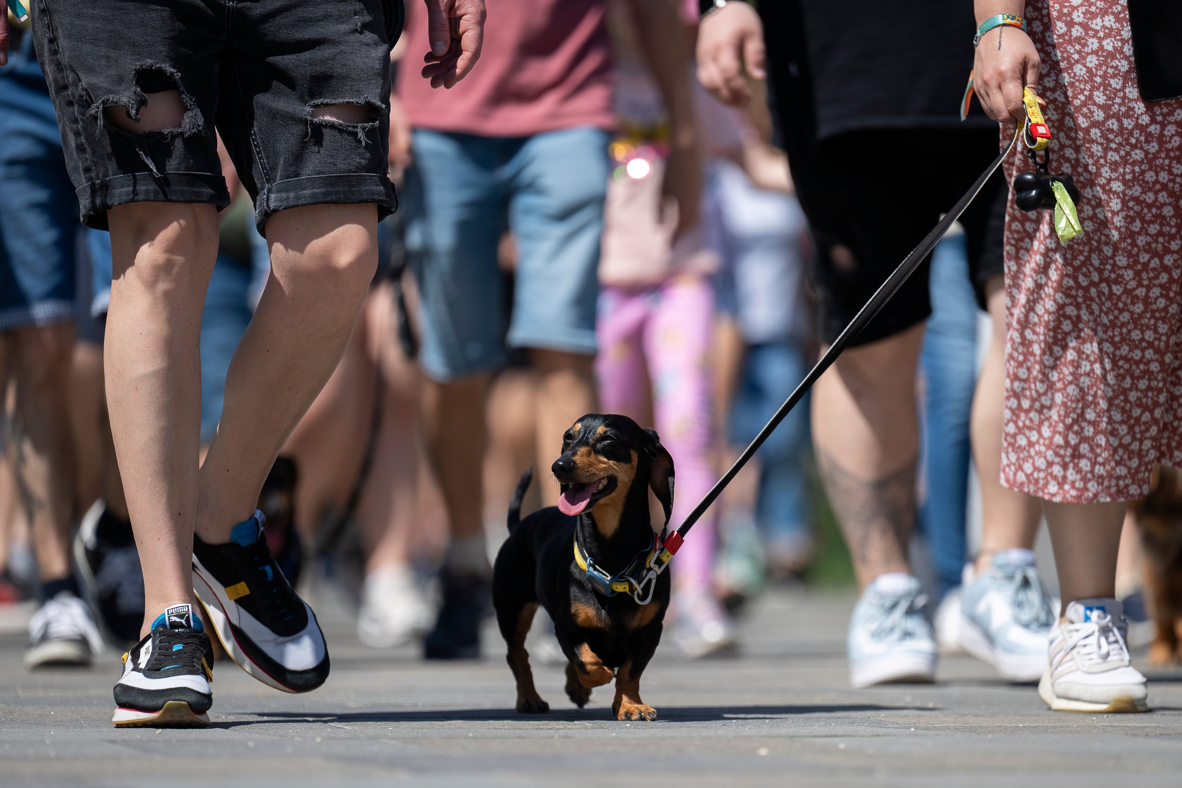 A Dachshund and owner try to set Hungary’s record for the largest dog walk of a single breed. Dachshunds, a short, muscular breed with stubby legs, were first bred in Germany, and remain one of Hungary’s most popular dog breeds. Photo: AP