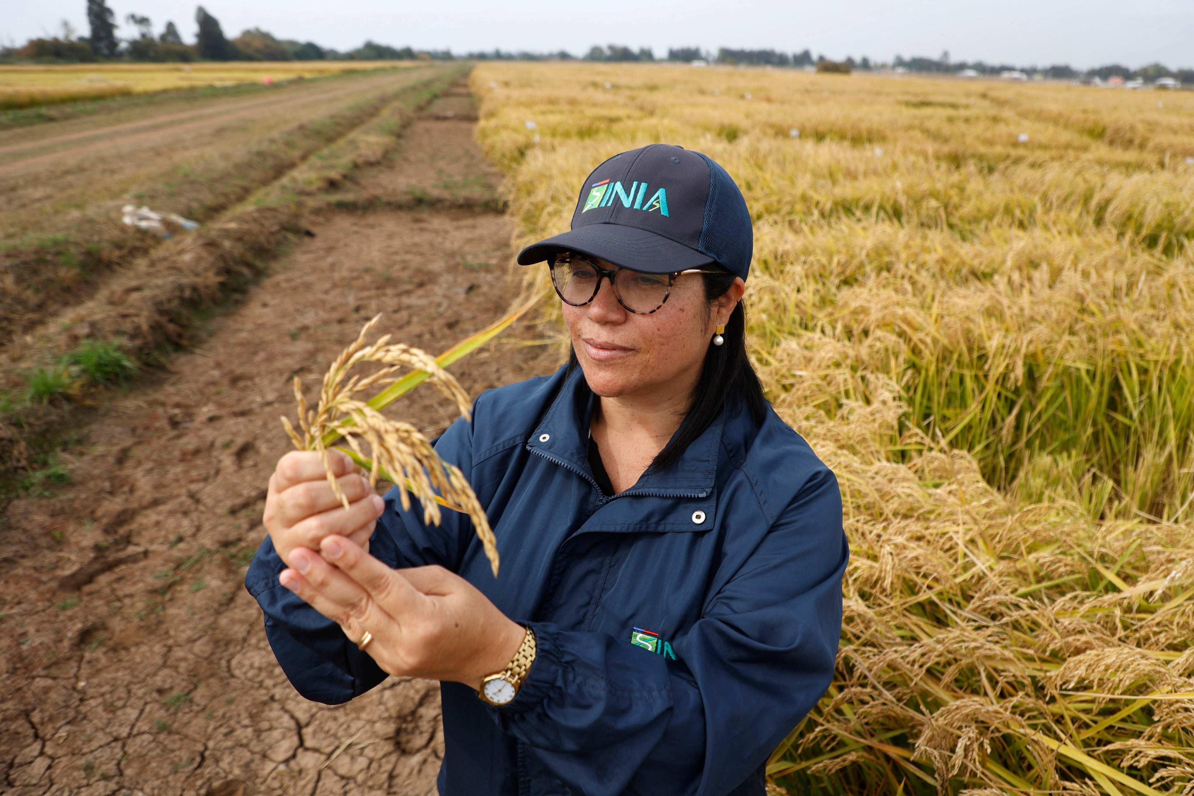 Scientist Karla Cordero inspects experimental rice seedlings grown in Chile. A new, less water-intensive rice strain is thriving in the country’s dry climate, offering hope for sustainable agriculture at a time of increased water scarcity. Photo: AFP
