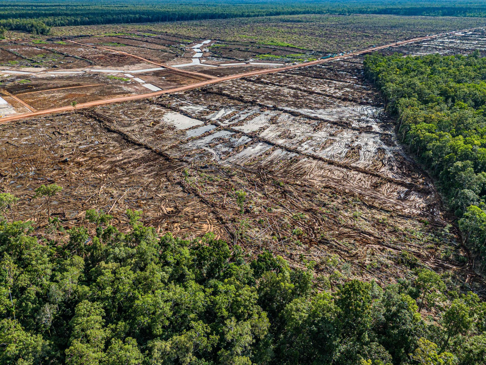 A deforested area in South Papua that will be converted into a sugar cane plantation. Photo: Mighty Earth/AFP A deforested area in South Papua that will be converted into a sugar cane plantation. Photo: Mighty Earth/AFP