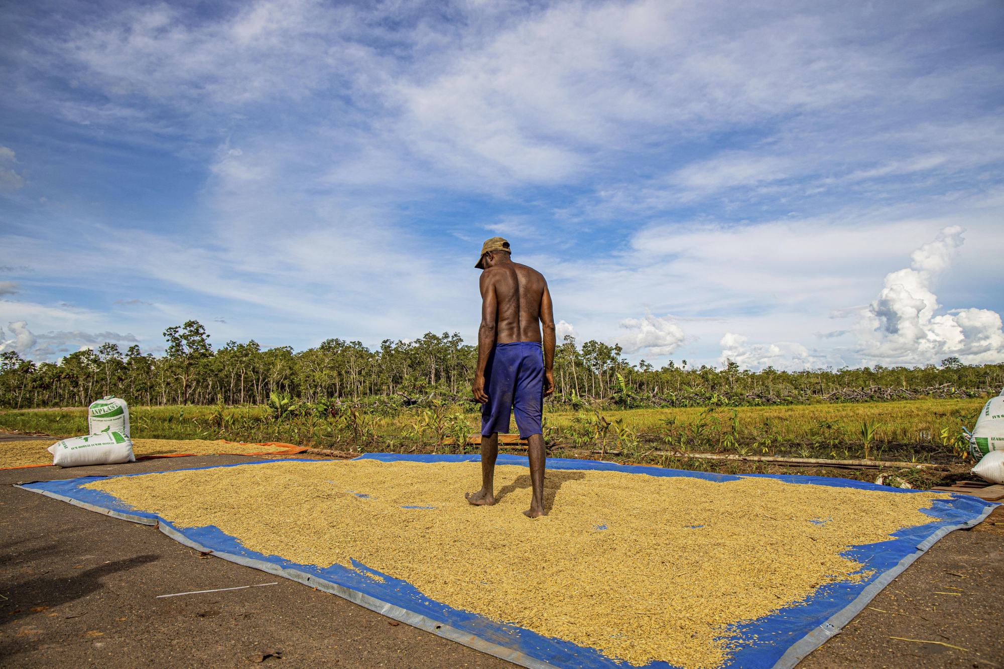 A man dries rice grains at the site of an Indonesian government’s food estate project in Papua province. Photo: Mighty Earth/AP A man dries rice grains at the site of an Indonesian government’s food estate project in Papua province. Photo: Mighty Earth/AP
