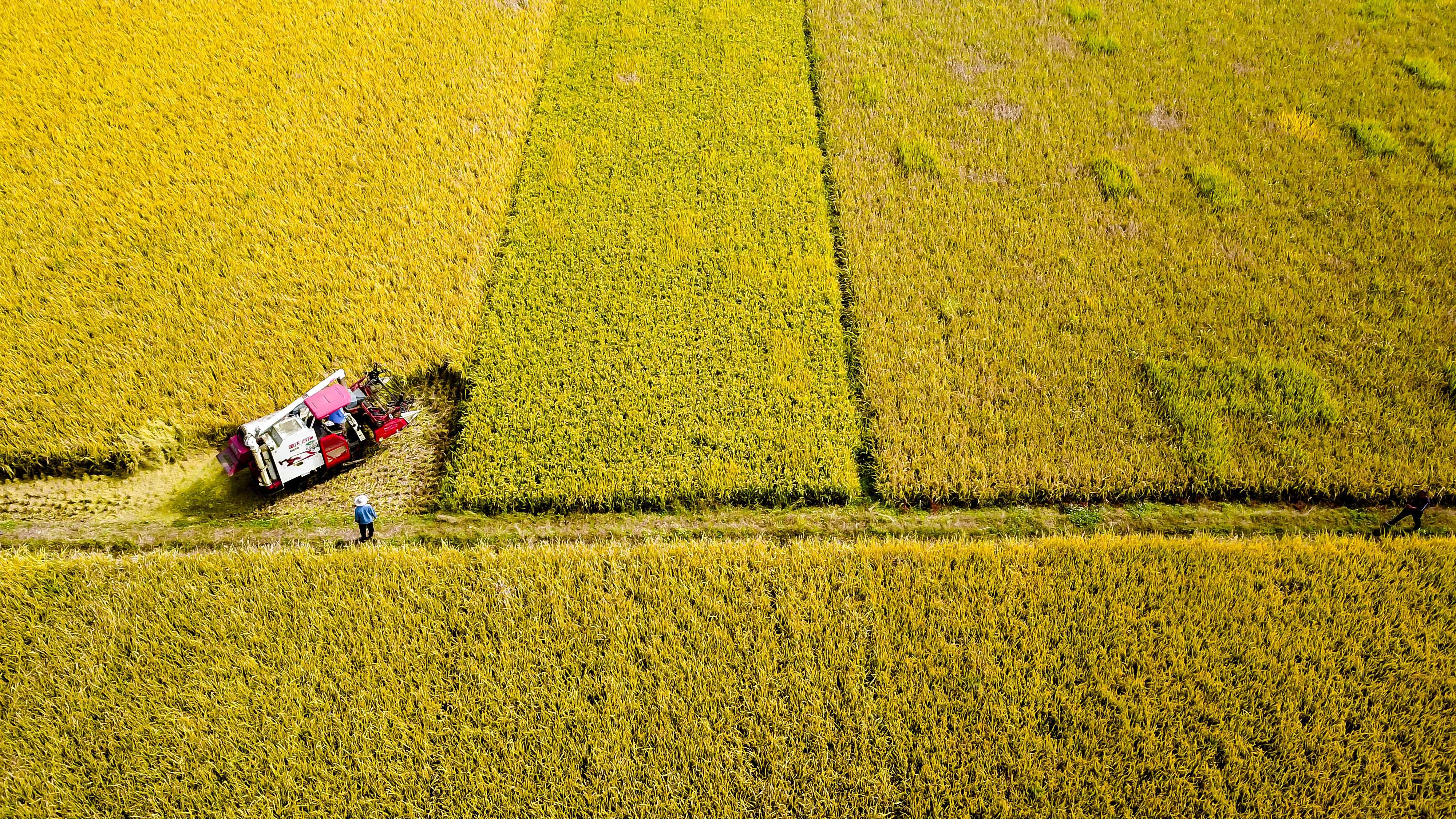A new report has suggested migratory pests are partially responsible for rice yield losses in southern China. Photo: Xinhua