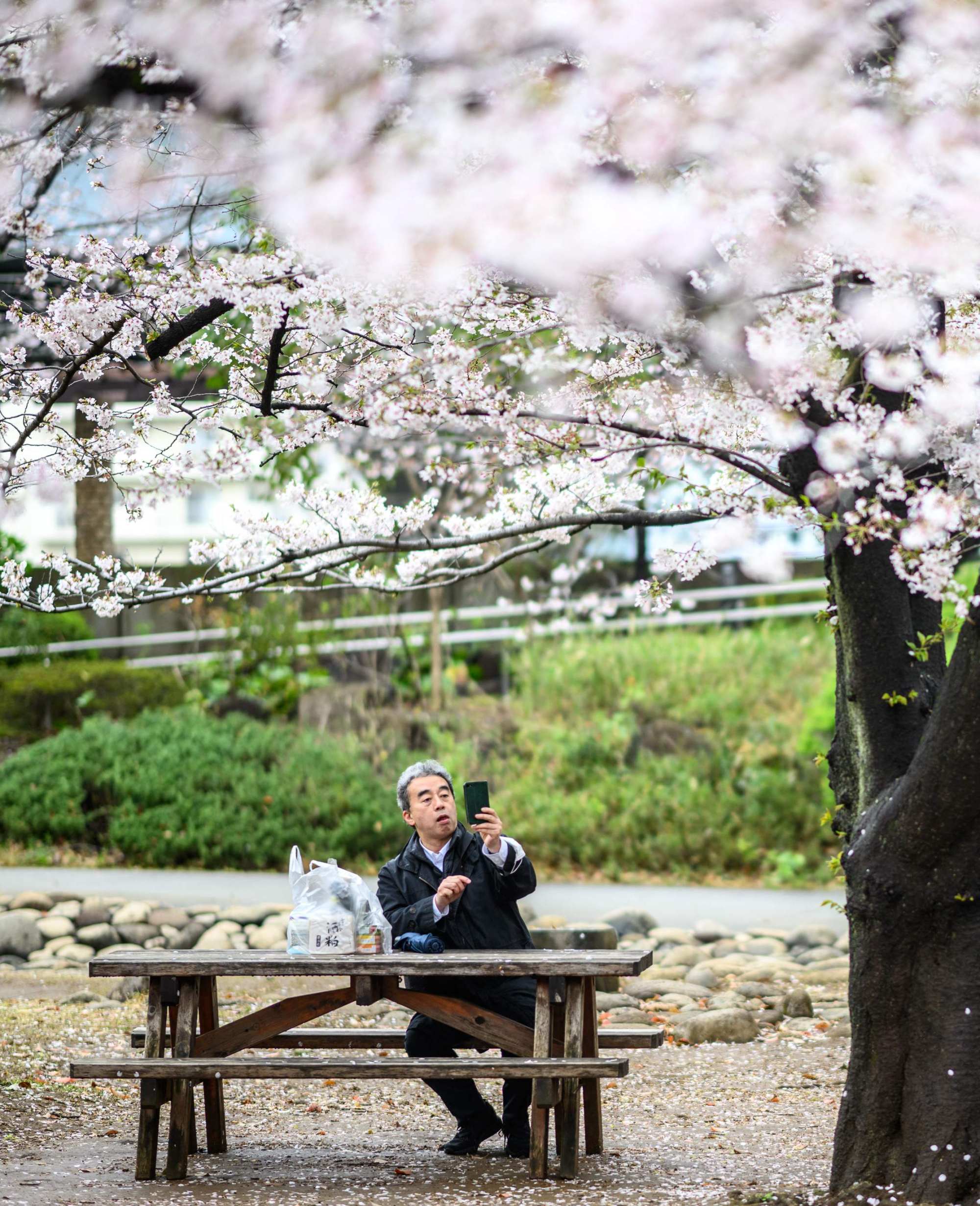 A man takes pictures of cherry blossoms at Hamacho Park in Tokyo’s Chuo district on April 2. Photo: AFP A man takes pictures of cherry blossoms at Hamacho Park in Tokyo’s Chuo district on April 2. Photo: AFP