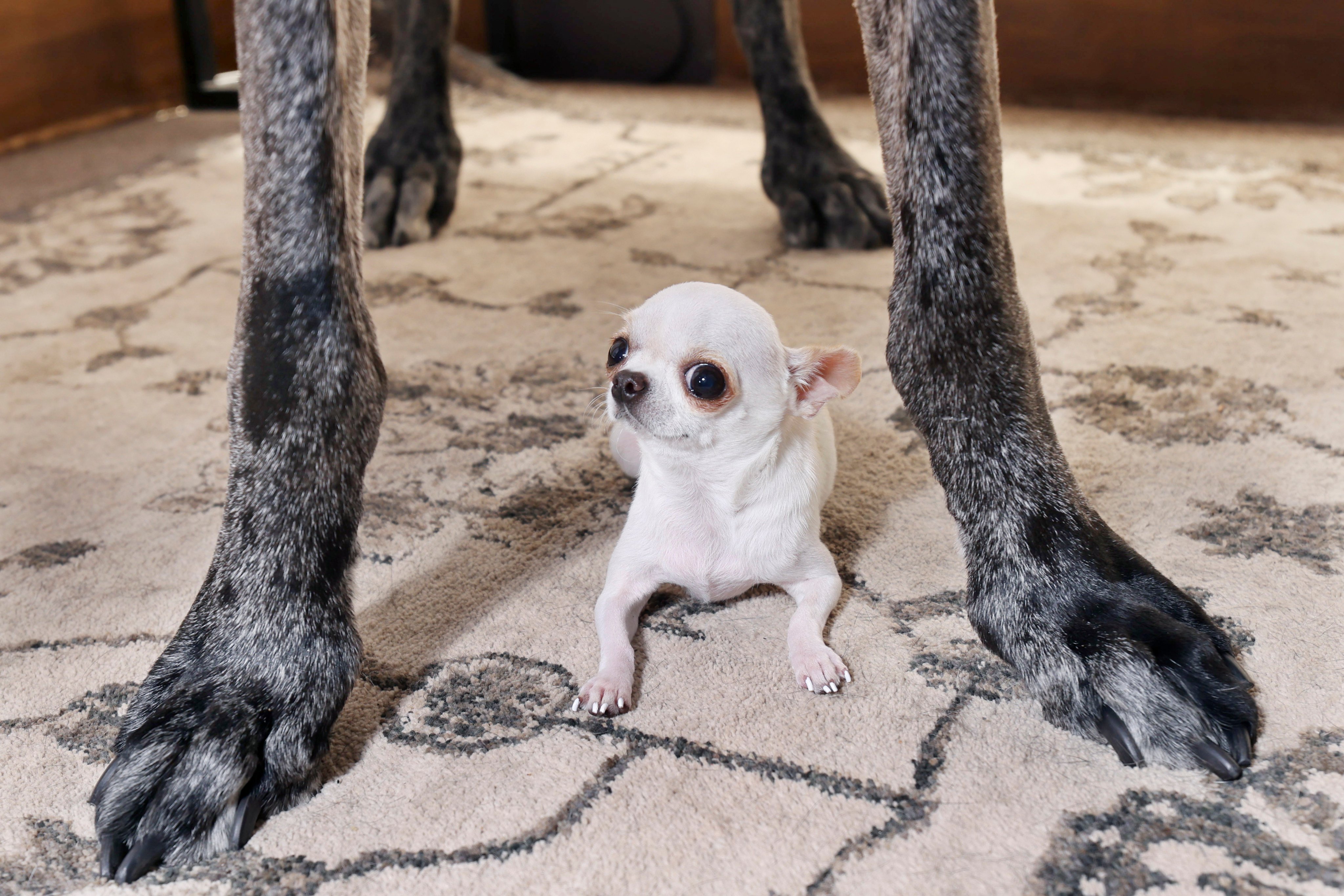 Pearl, the world’s shortest living dog, lies under Reginald, the world’s tallest living dog, during a play date in Idaho Falls, Idaho, in April. Photo: Guinness World Records via AP