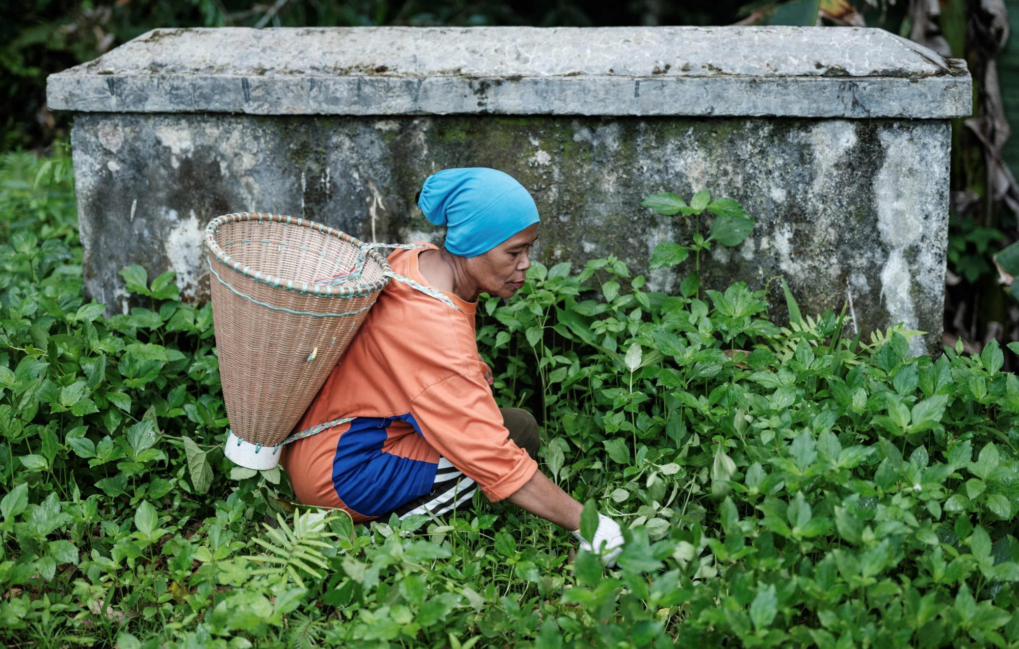 Lakina, who owns 10 clove trees, uses a machete to clear the ground in Ternate. Photo: AFP Lakina, who owns 10 clove trees, uses a machete to clear the ground in Ternate. Photo: AFP