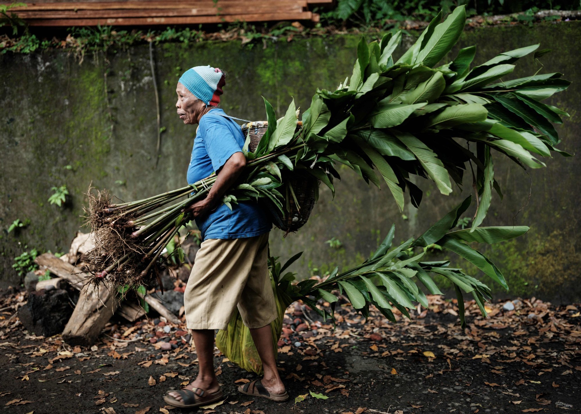 Imba, a clove farmer who inherited 70 trees from her parents, carrying plants in Ternate, Indonesia. Photo: AFP Imba, a clove farmer who inherited 70 trees from her parents, carrying plants in Ternate, Indonesia. Photo: AFP
