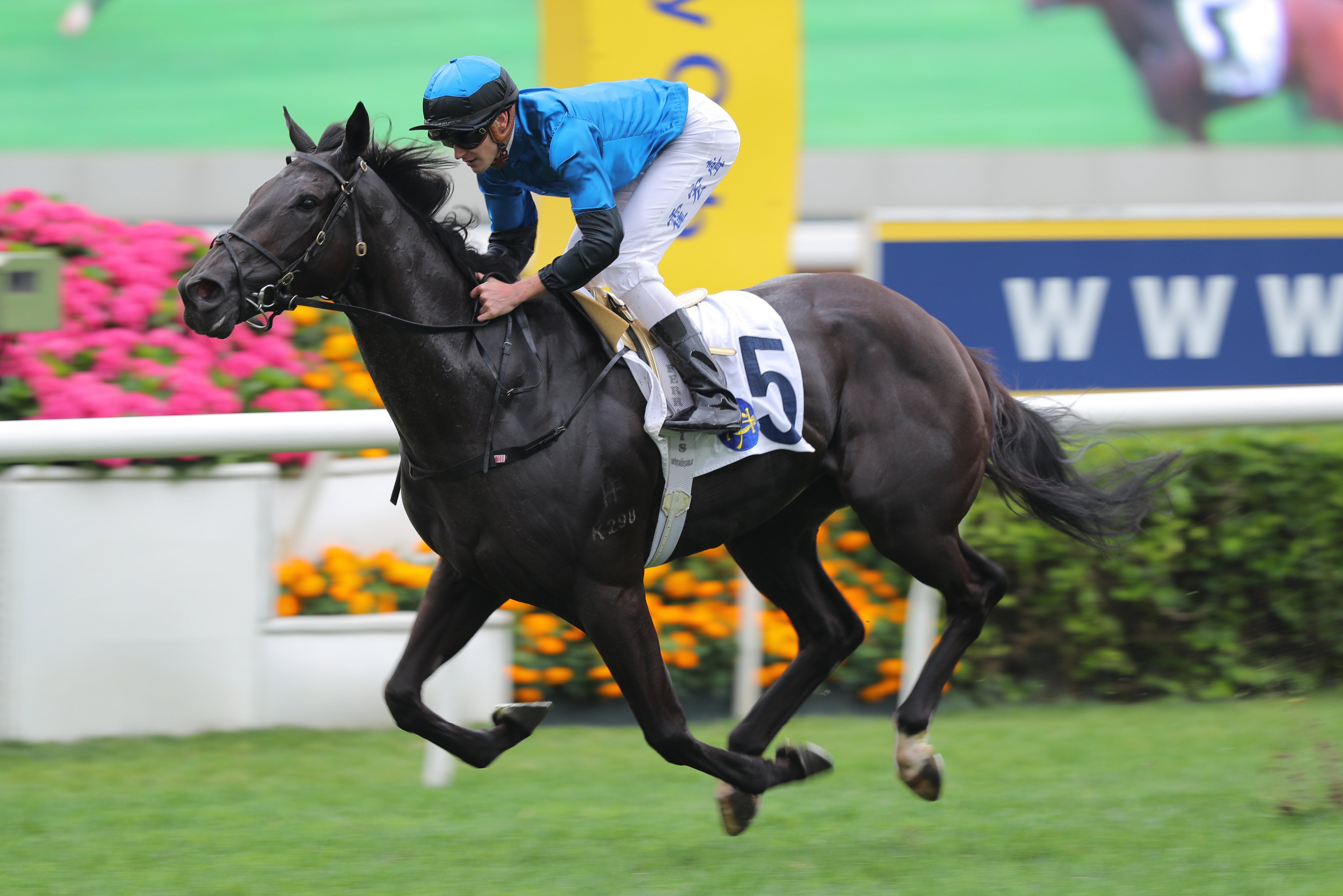Dazzling Fit produces a sparkling performance at Sha Tin on Sunday. Photos: Kenneth Chan